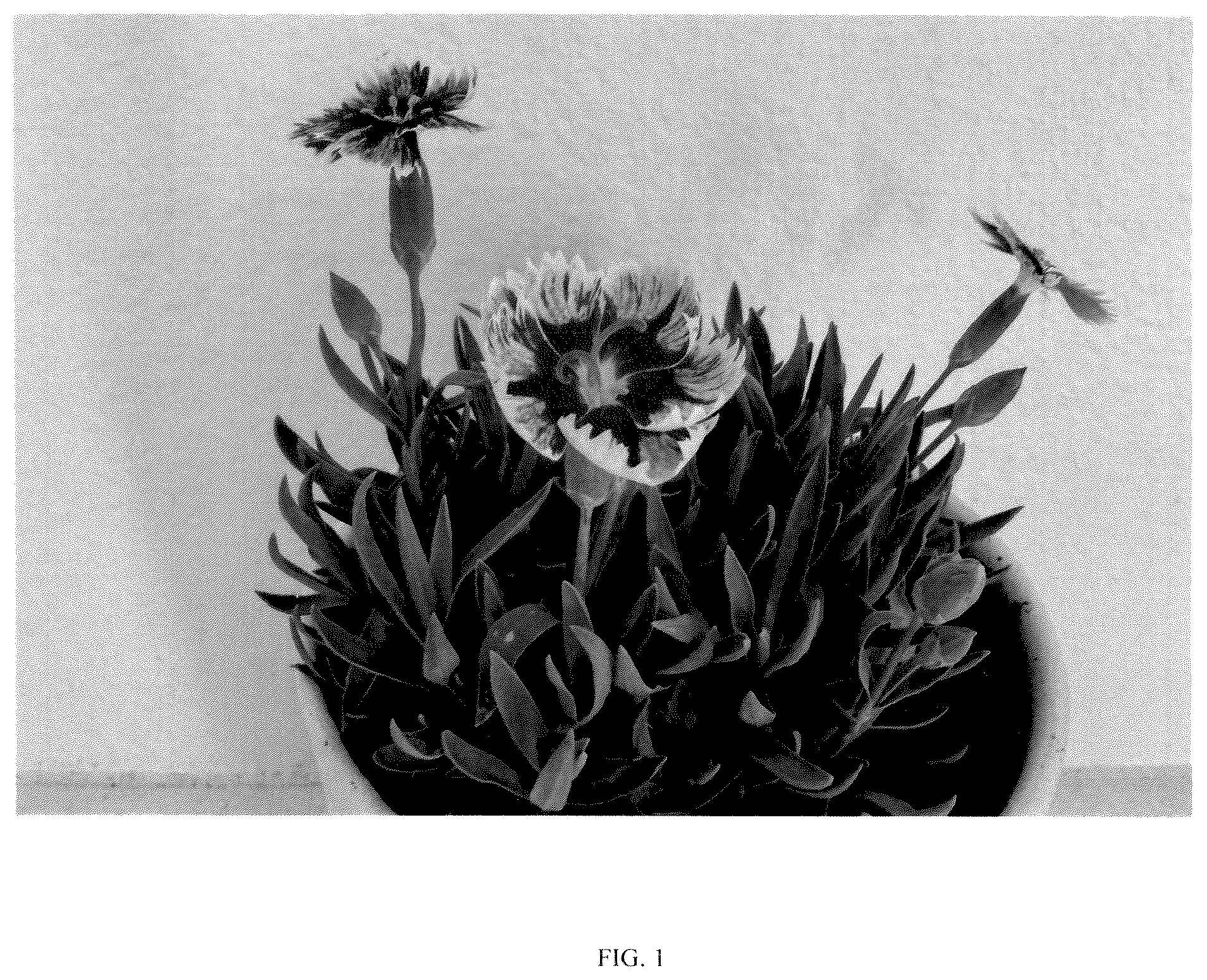 Patent USPP036793 Figure 1 – Dianthus plant named ‘G22090’