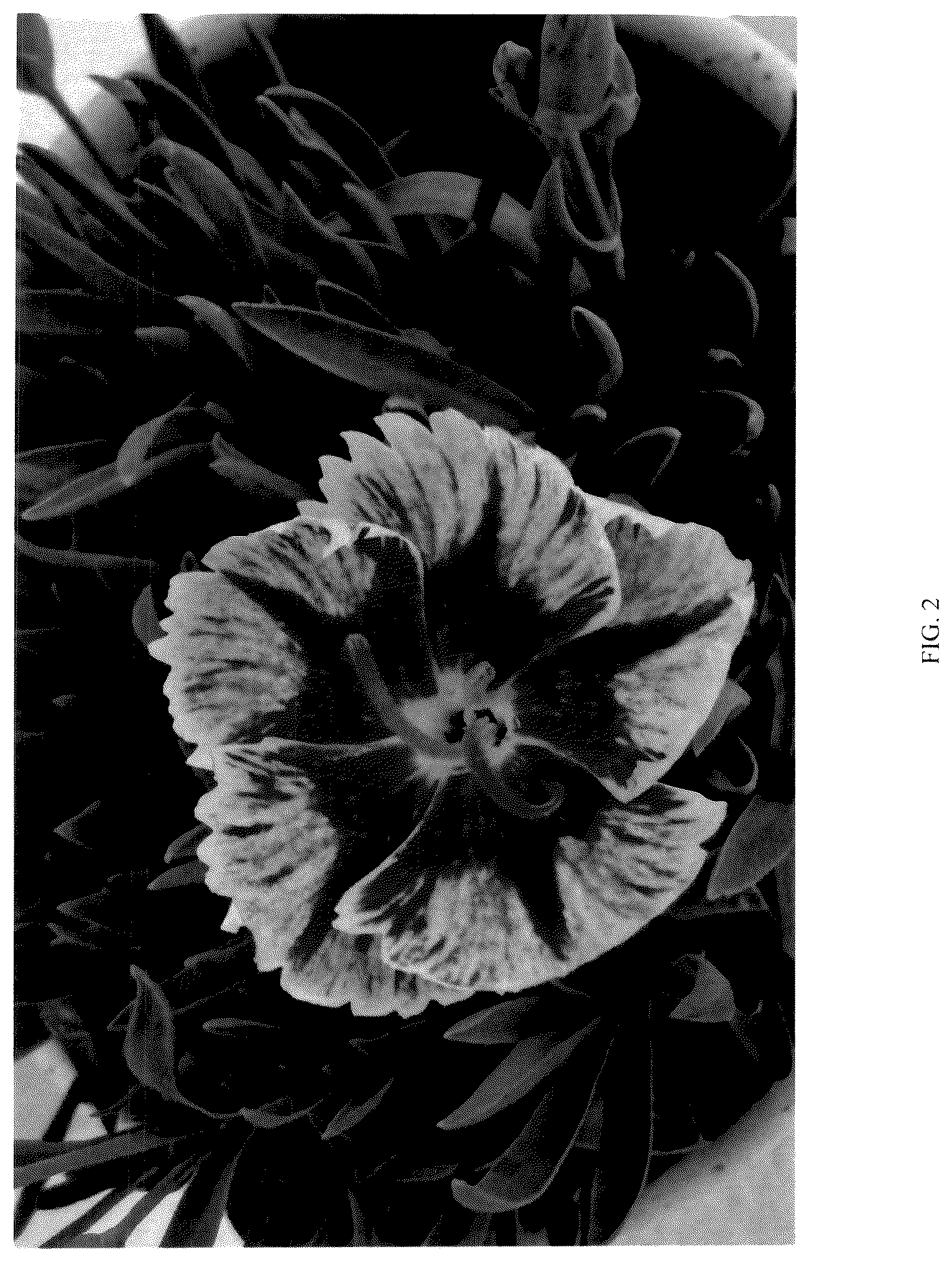 Patent USPP036793 Figure 2 – Dianthus plant named ‘G22090’