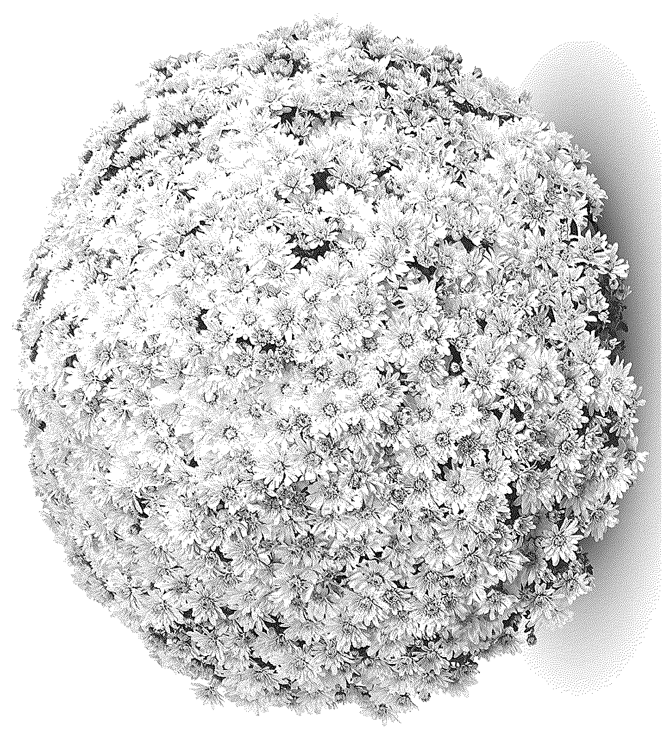 Patent USPP036794 Figure 1 – Chrysanthemum plant named ‘G24MAG01VA’