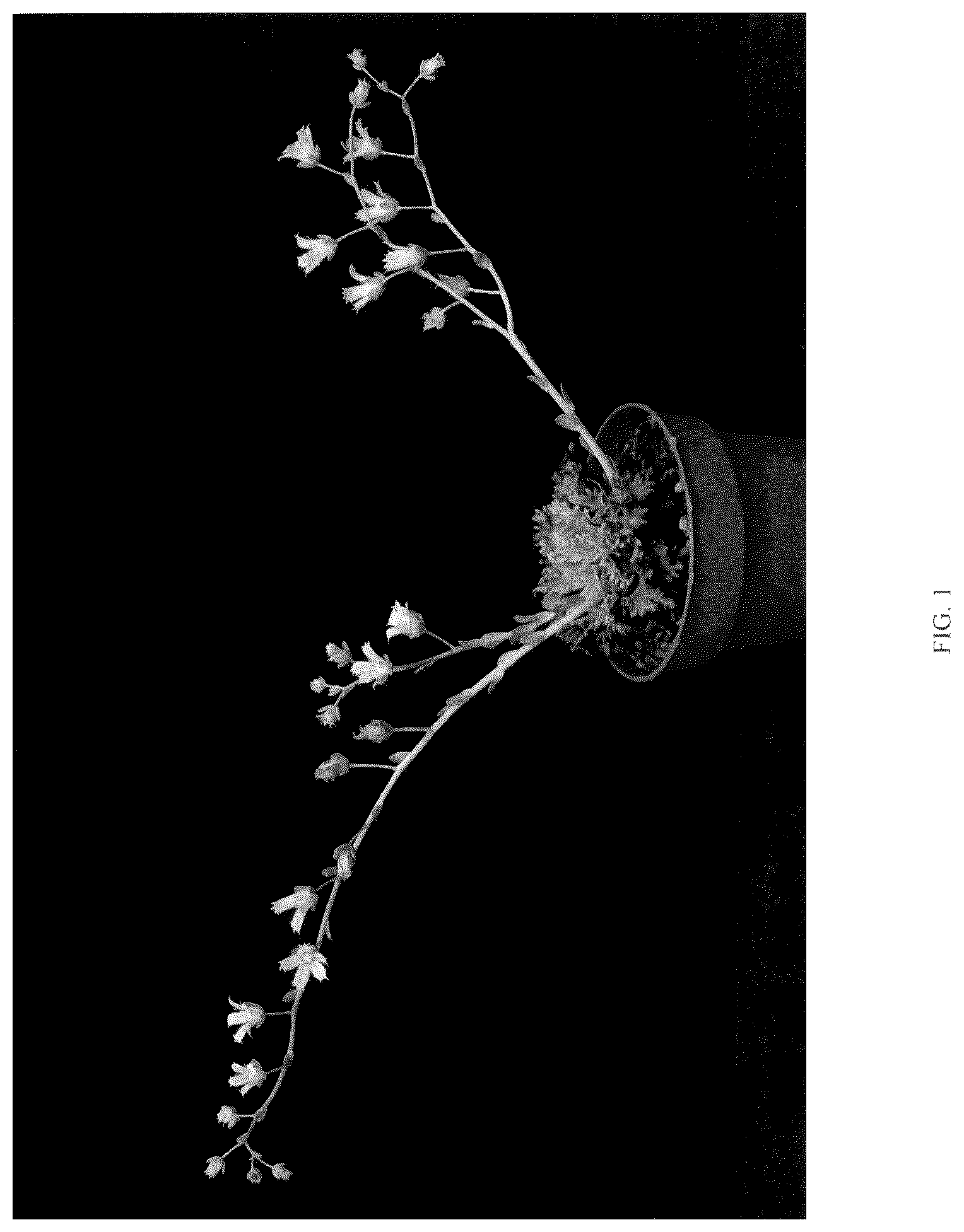 Patent USPP036795 Figure 1 – Graptoveria plant named ‘STARFIRE’