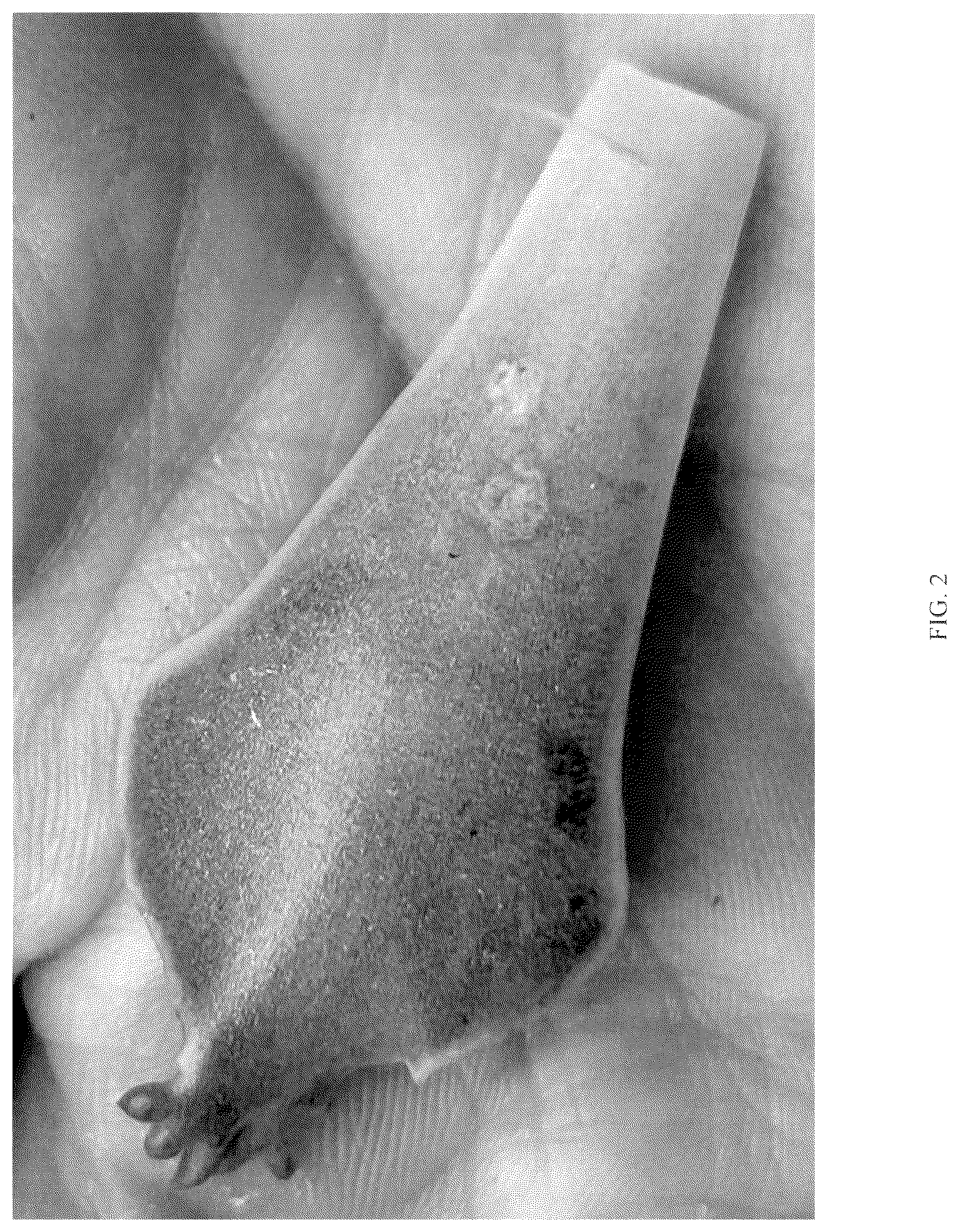 Patent USPP036795 Figure 2 – Graptoveria plant named ‘STARFIRE’