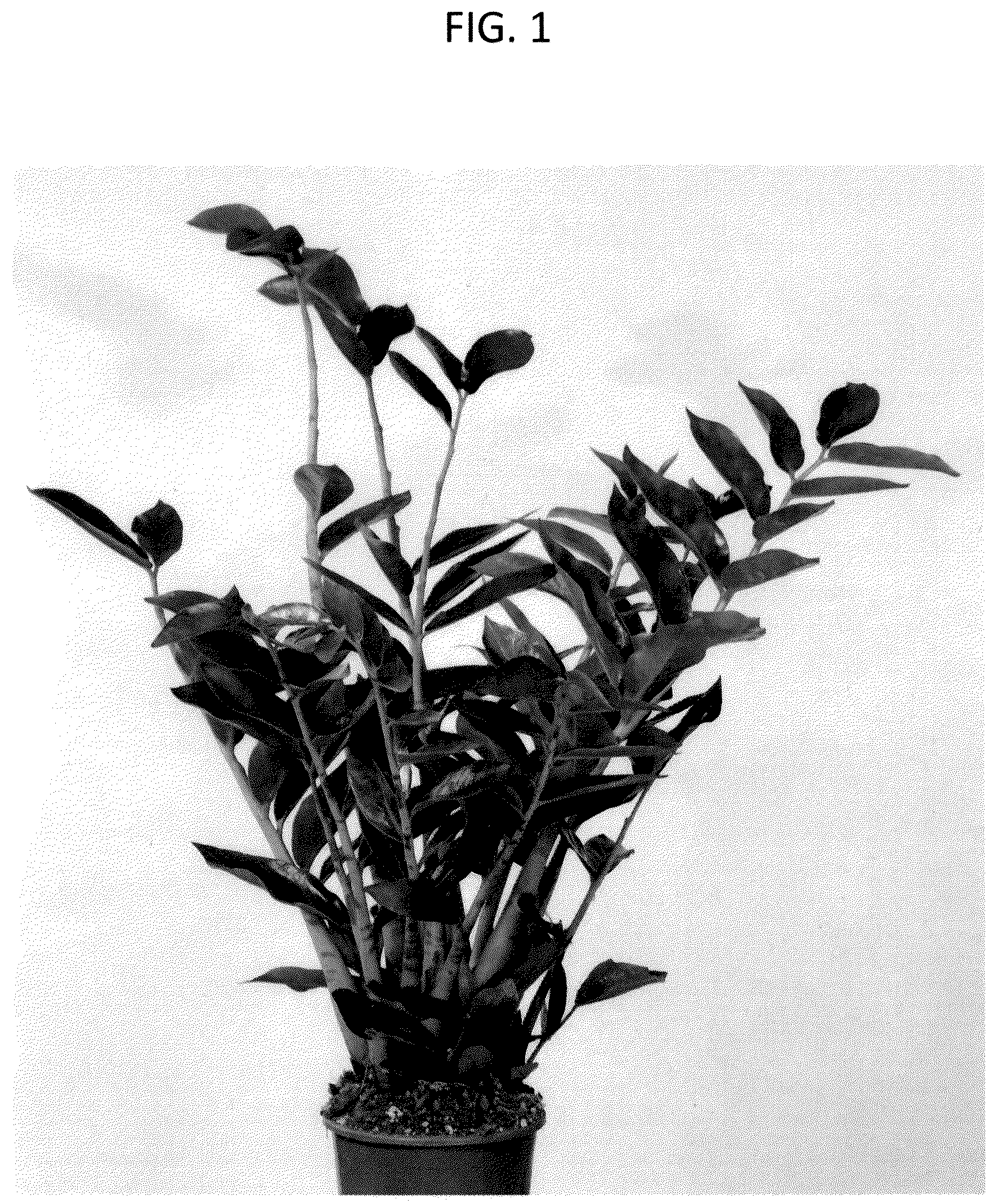 Patent USPP036796 — Zamioculcas plant named ‘EDZAM2202’ — Figure 1