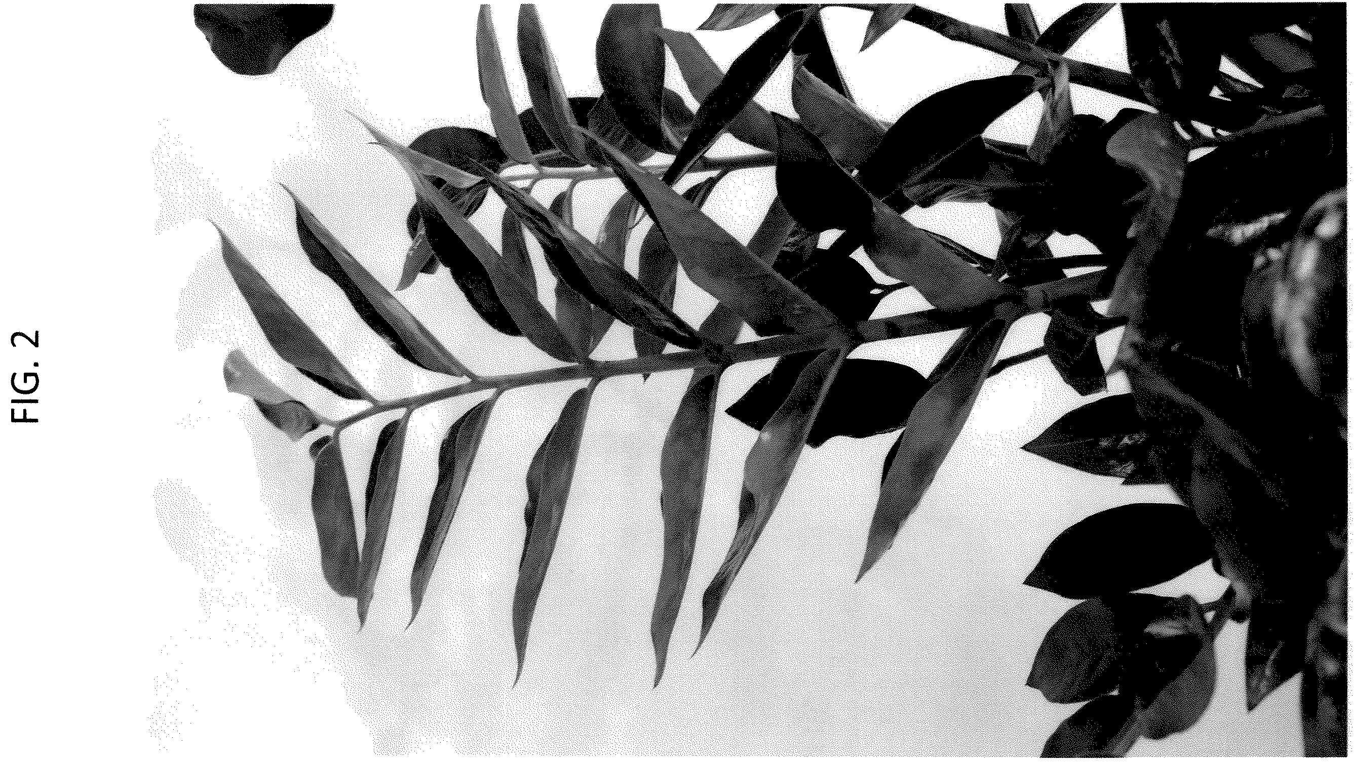 Patent USPP036796 Figure 2 – Zamioculcas plant named ‘EDZAM2202’