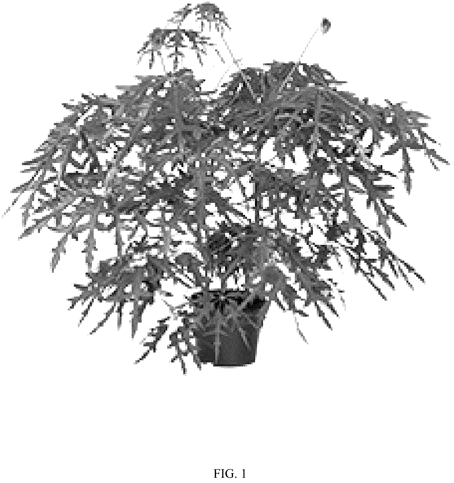 Patent USPP036797 Figure 1 – Schefflera plant named ‘Mato’