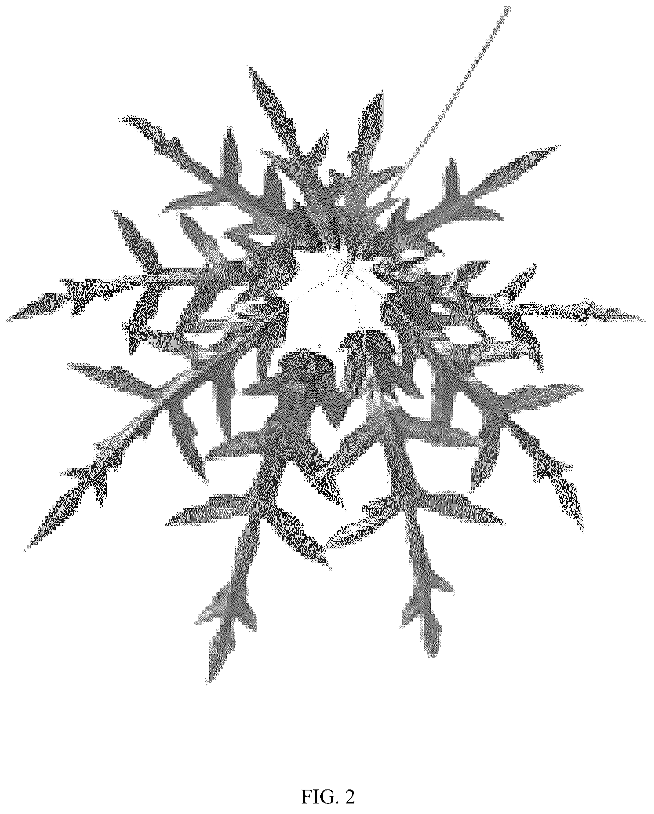 Patent USPP036797 Figure 2 – Schefflera plant named ‘Mato’