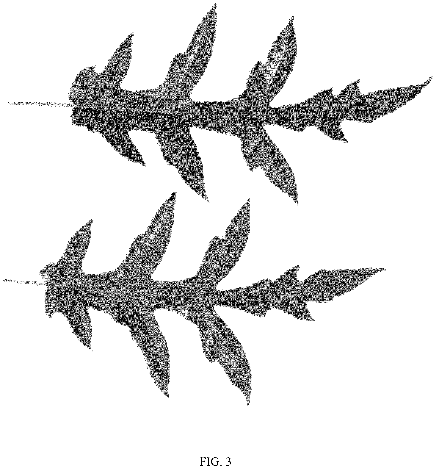 Patent USPP036797 Figure 3 – Schefflera plant named ‘Mato’
