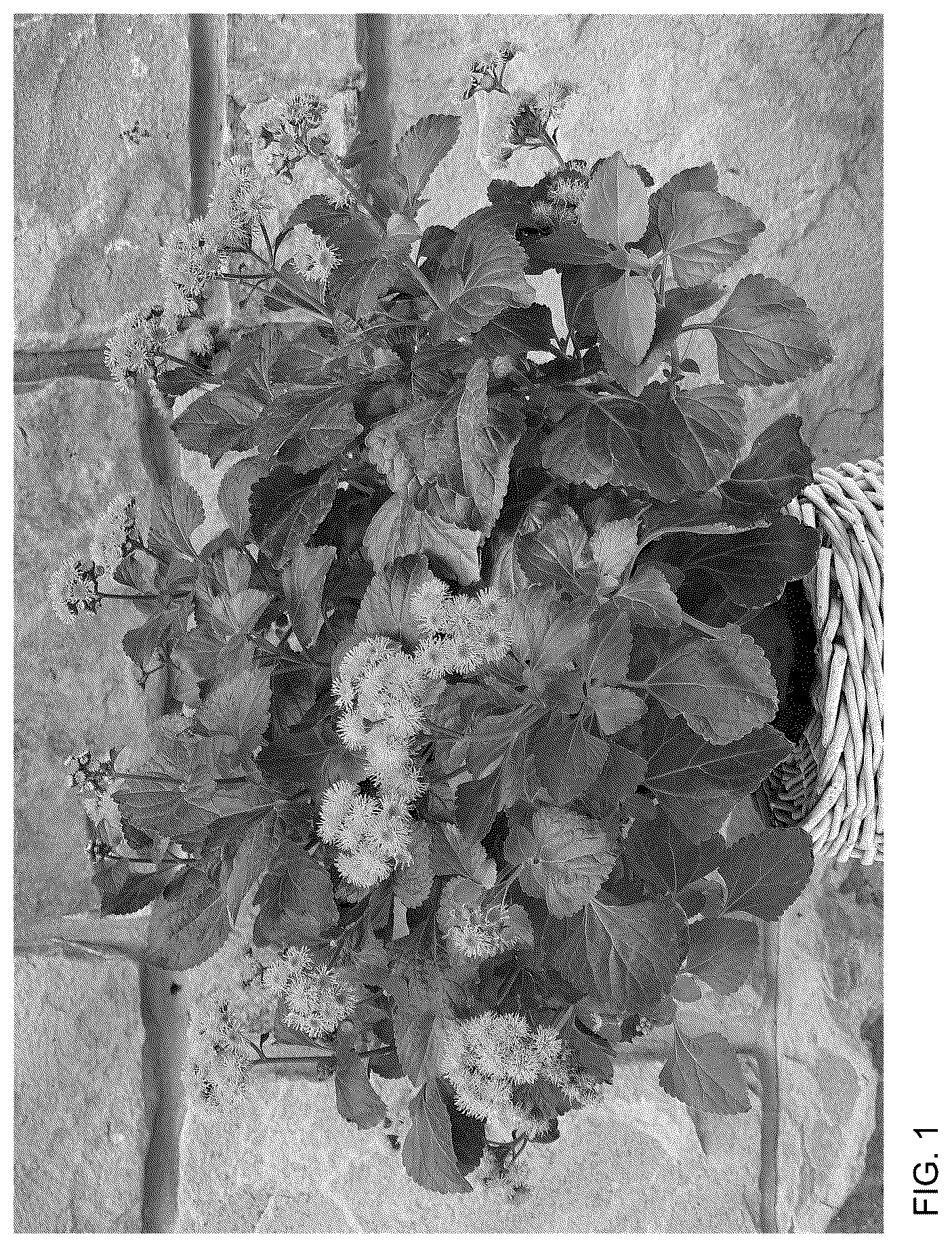 Patent USPP036798 Figure 1 – Ageratum plant named ‘Agerboyuma’