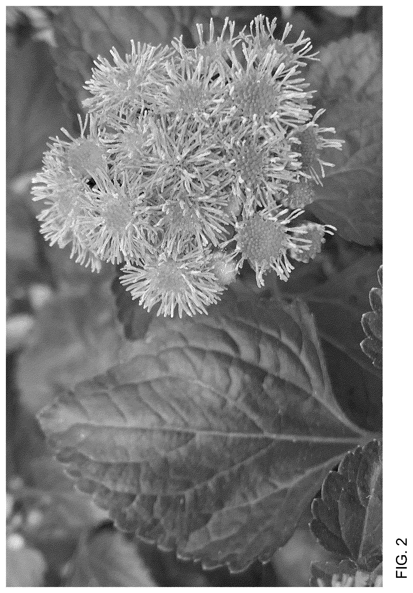 Patent USPP036798 Figure 2 – Ageratum plant named ‘Agerboyuma’