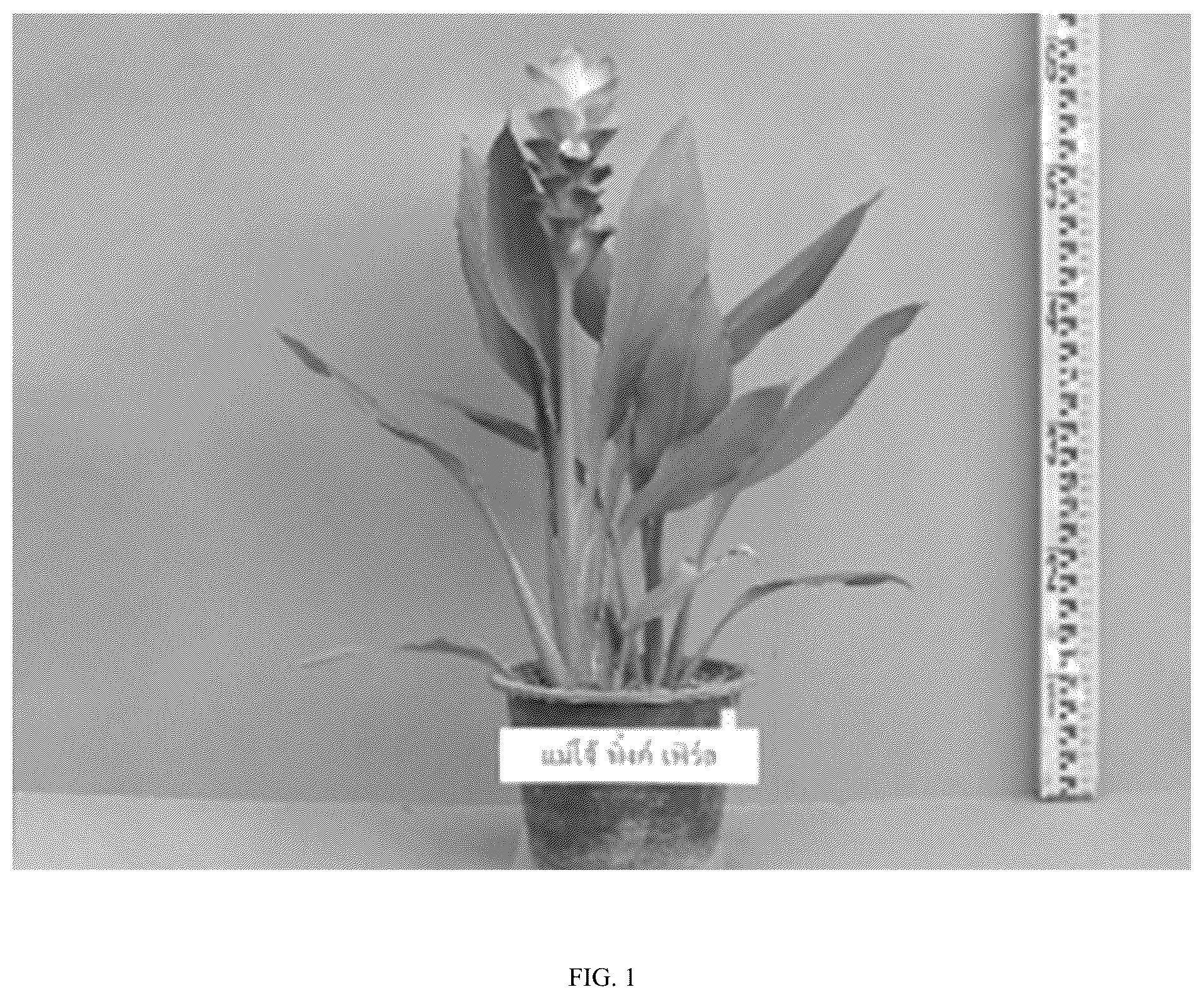 Patent USPP036799 Figure 1 – Curcuma plant named ‘Maejo Pink Pearl’