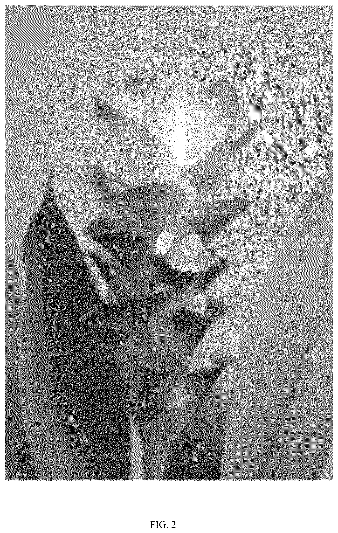 Patent USPP036799 Figure 2 – Curcuma plant named ‘Maejo Pink Pearl’