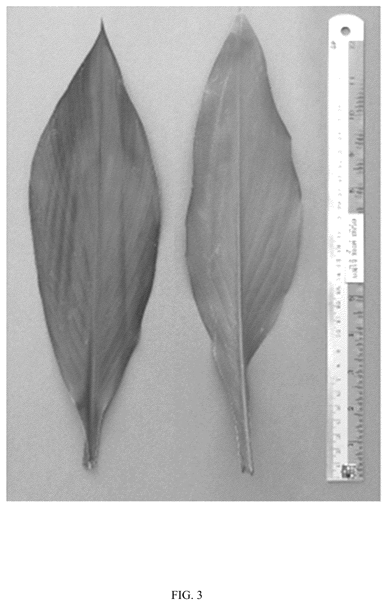 Patent USPP036799 Figure 3 – Curcuma plant named ‘Maejo Pink Pearl’