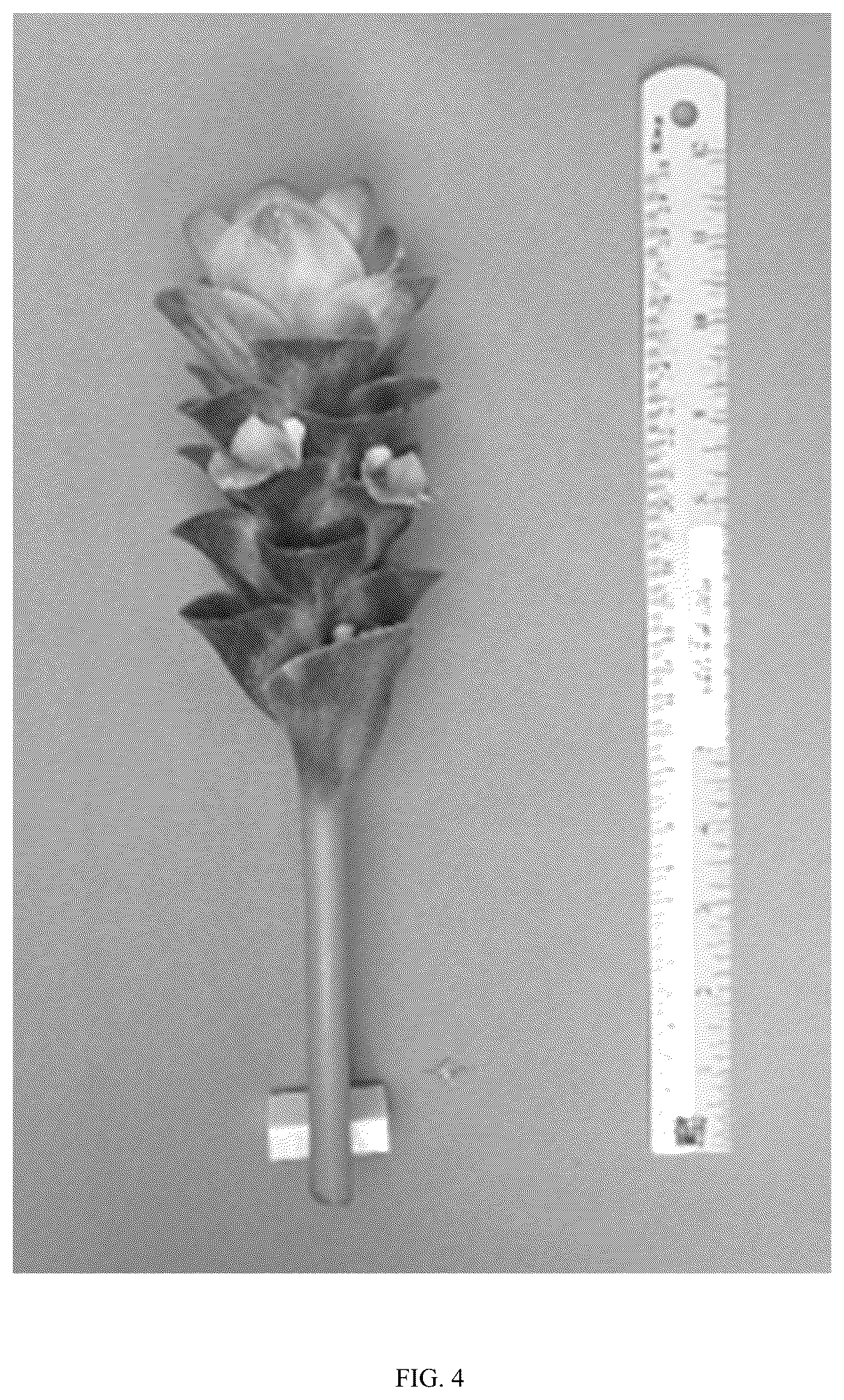 Patent USPP036799 Figure 4 – Curcuma plant named ‘Maejo Pink Pearl’