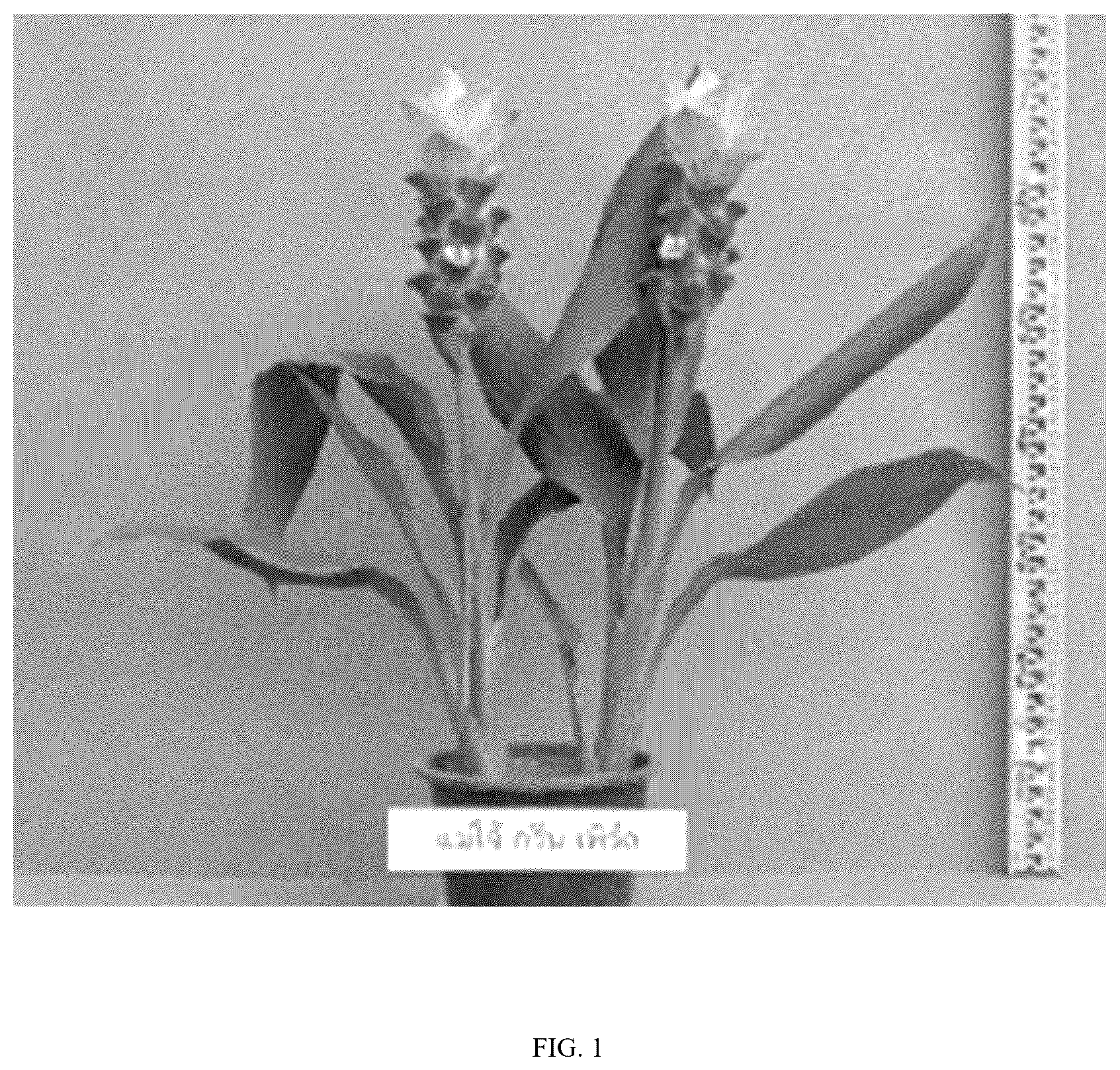 Patent USPP036800 Figure 1 – Curcuma plant named ‘Maejo Green Pearl’