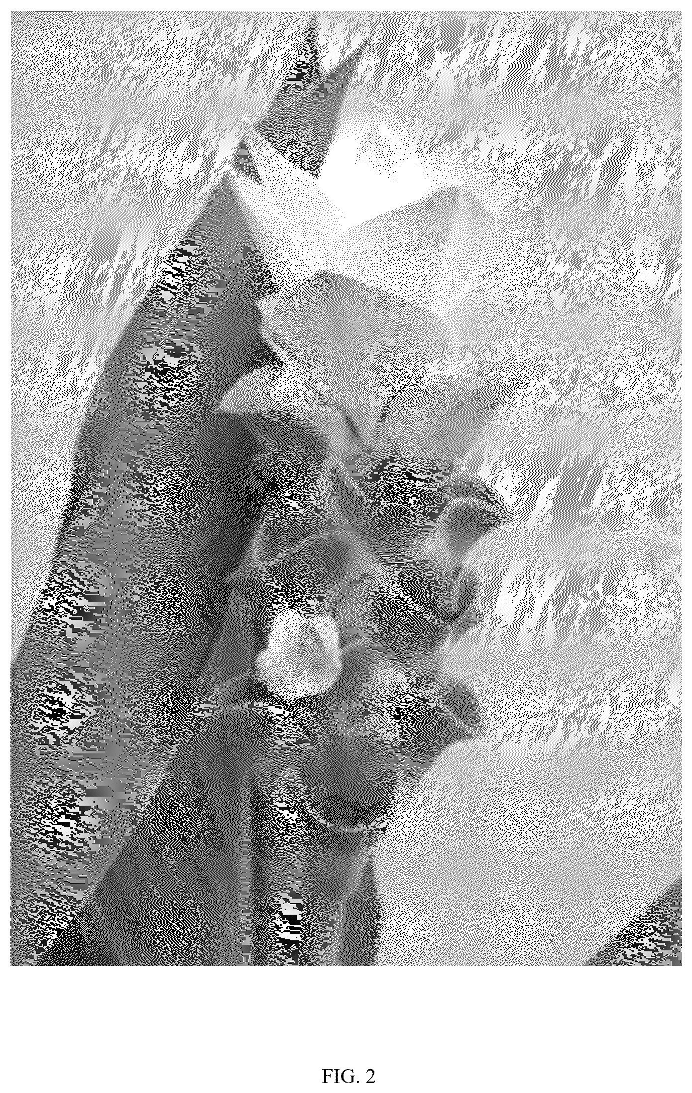 Patent USPP036800 Figure 2 – Curcuma plant named ‘Maejo Green Pearl’