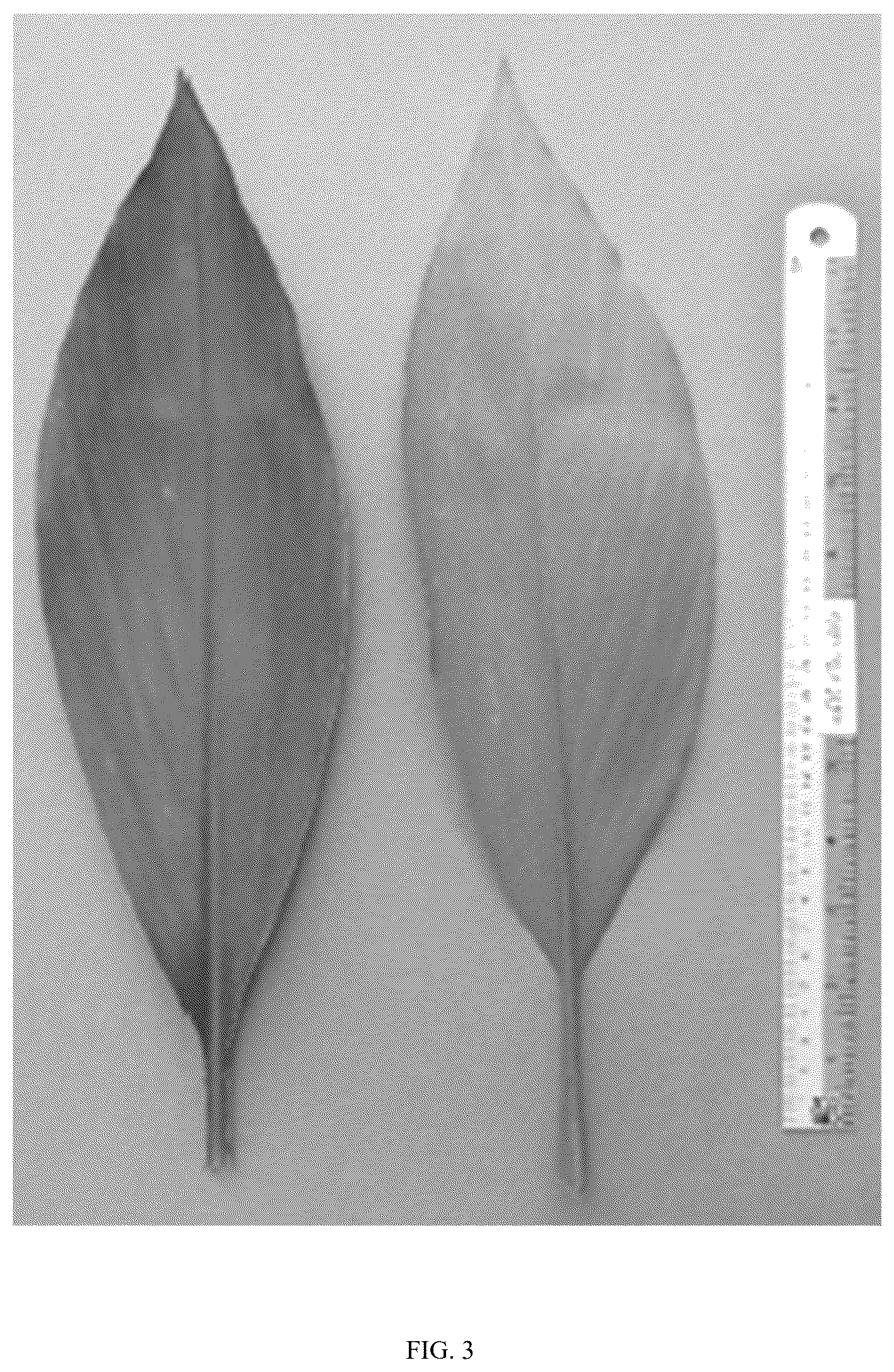 Patent USPP036800 Figure 3 – Curcuma plant named ‘Maejo Green Pearl’