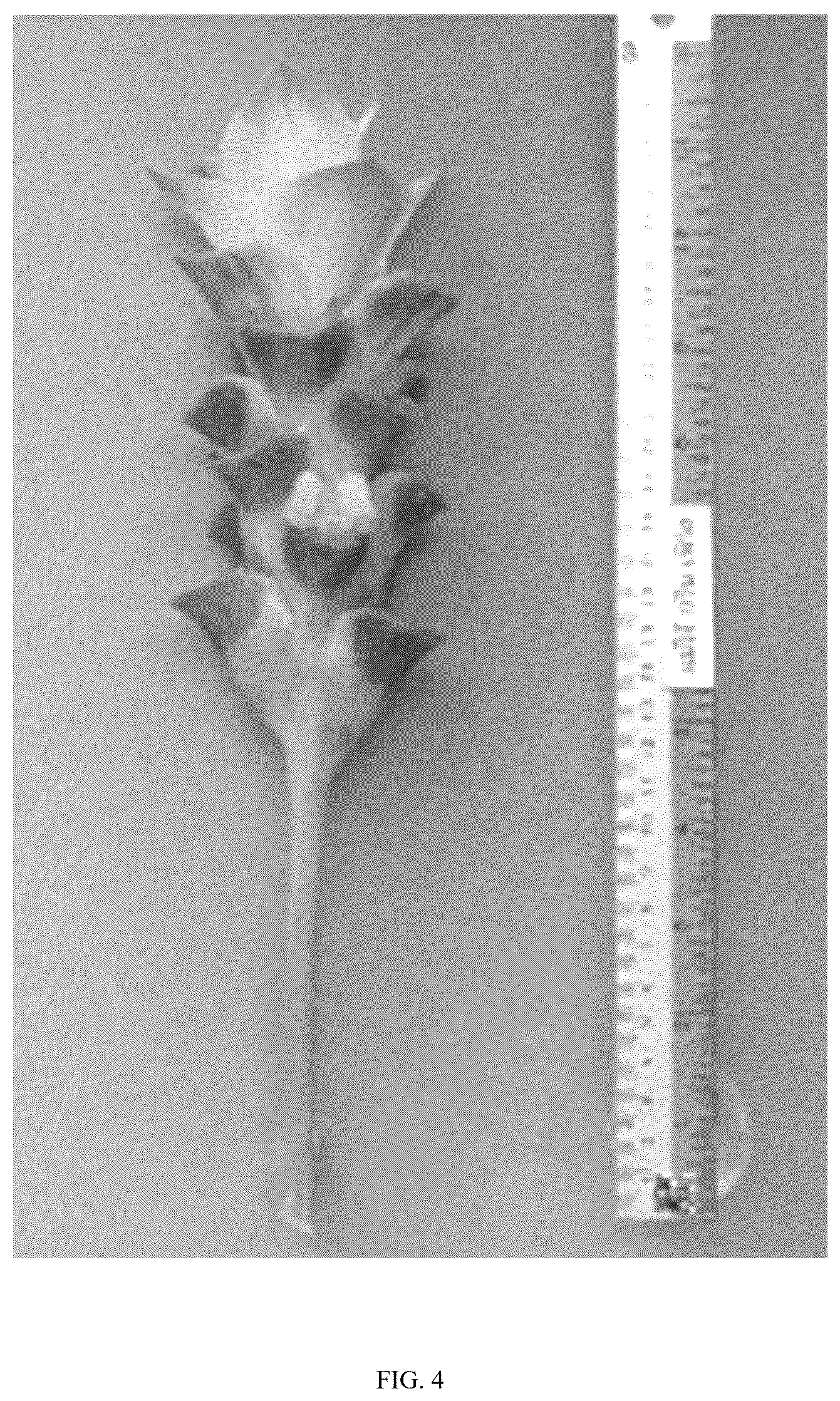 Patent USPP036800 Figure 4 – Curcuma plant named ‘Maejo Green Pearl’