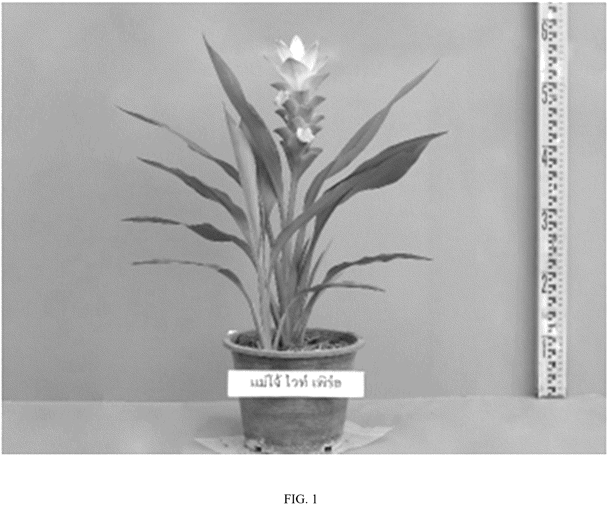 Patent USPP036801 Figure 1 – Curcuma plant named ‘Maejo White Pearl’