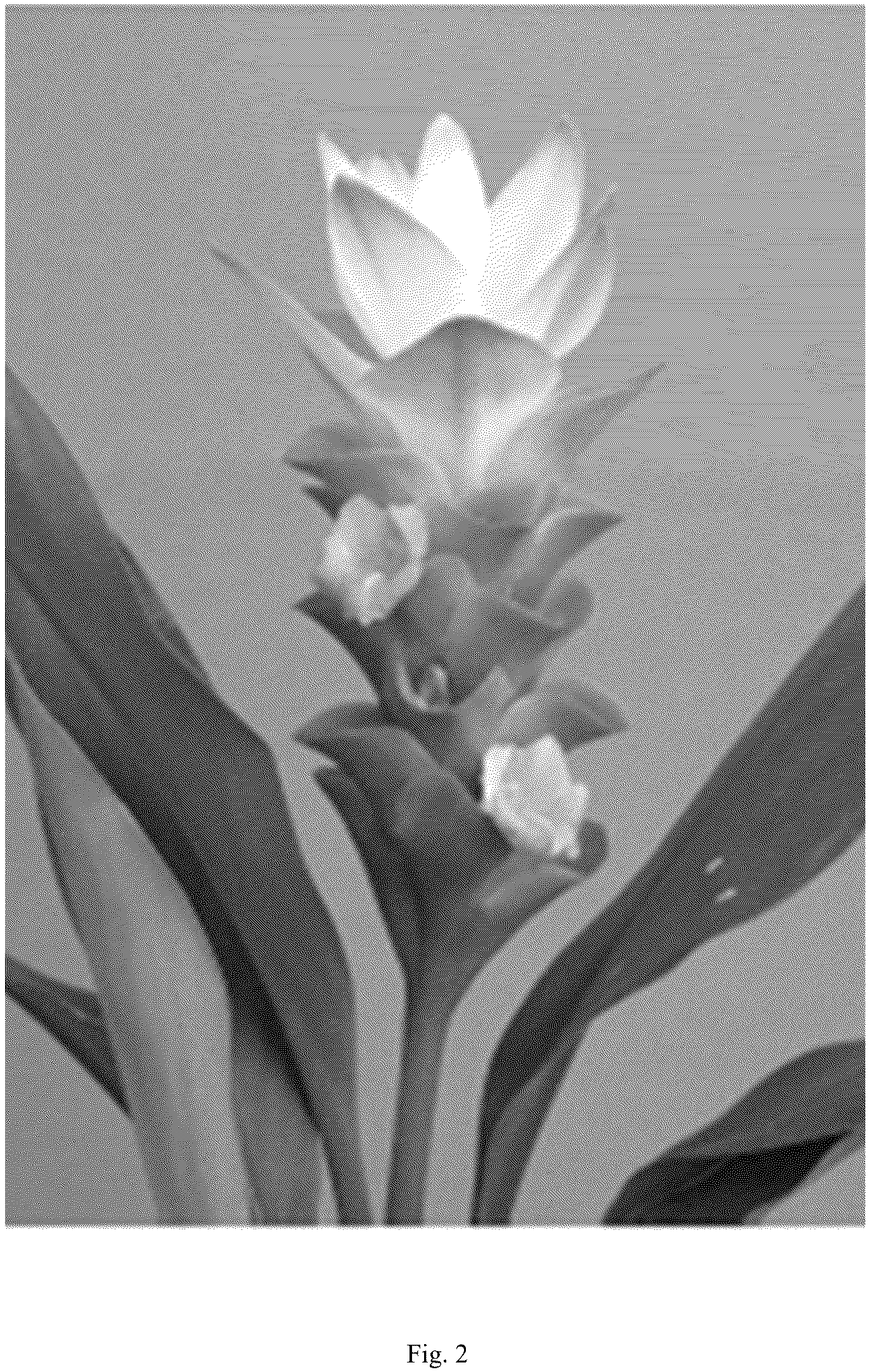 Patent USPP036801 Figure 2 – Curcuma plant named ‘Maejo White Pearl’