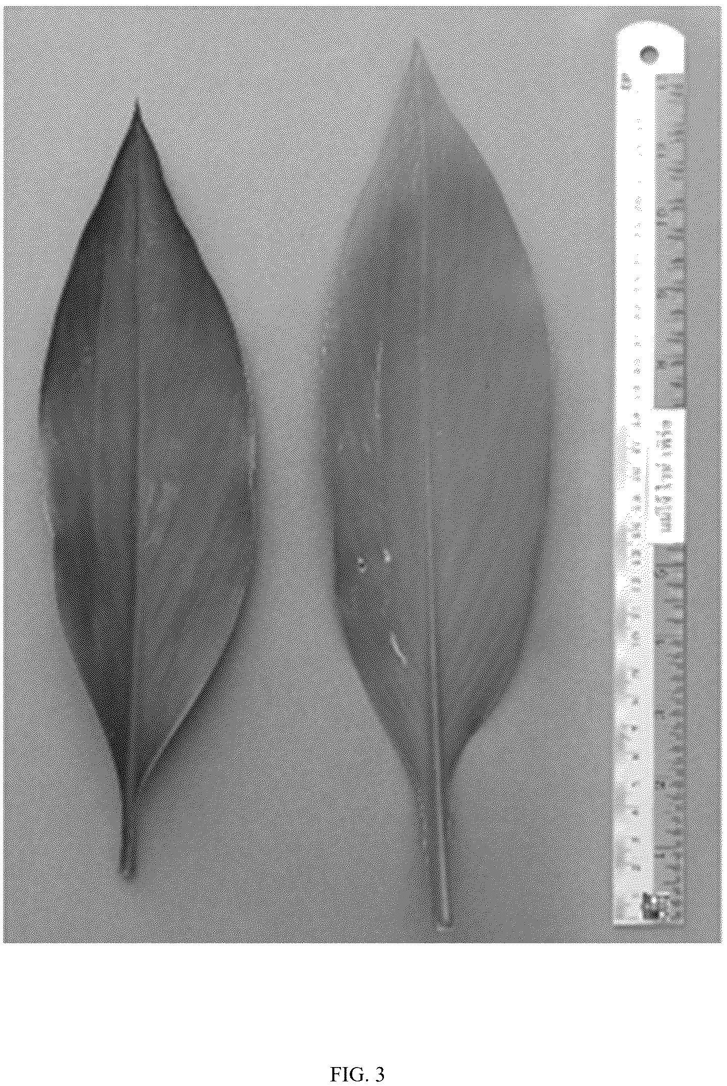 Patent USPP036801 Figure 3 – Curcuma plant named ‘Maejo White Pearl’