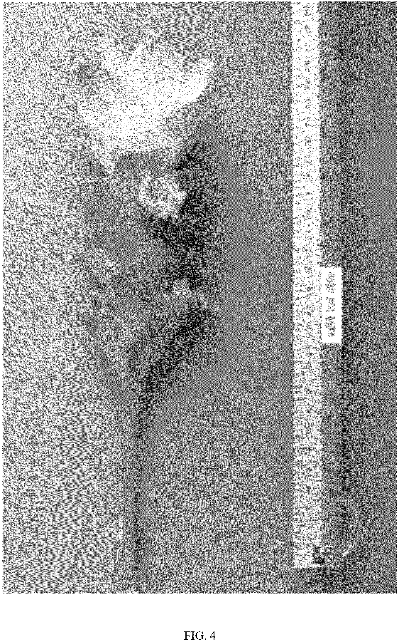 Patent USPP036801 Figure 4 – Curcuma plant named ‘Maejo White Pearl’