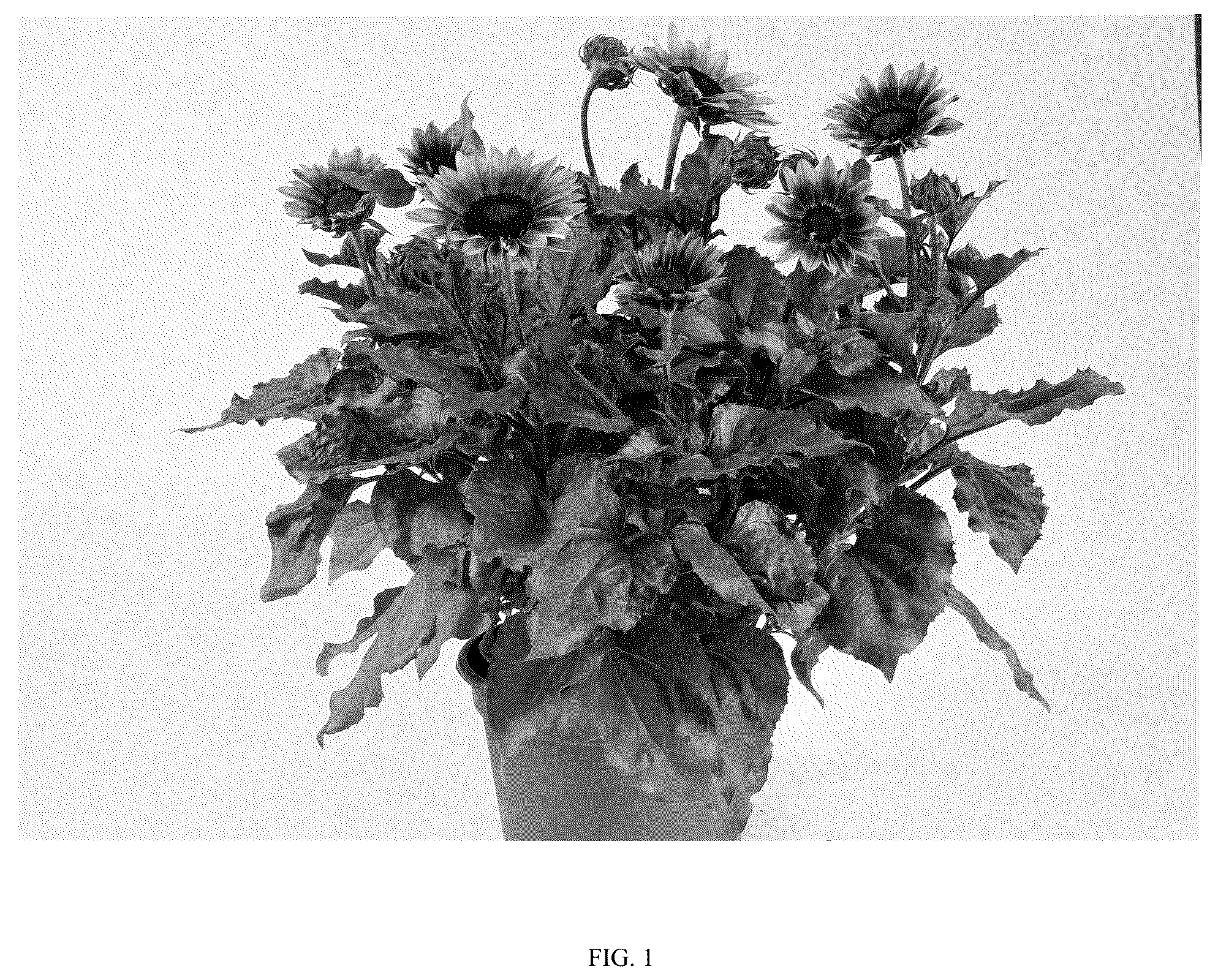 Patent USPP036802 Figure 1 – Helianthus plant named ‘DHELSOSKBB’