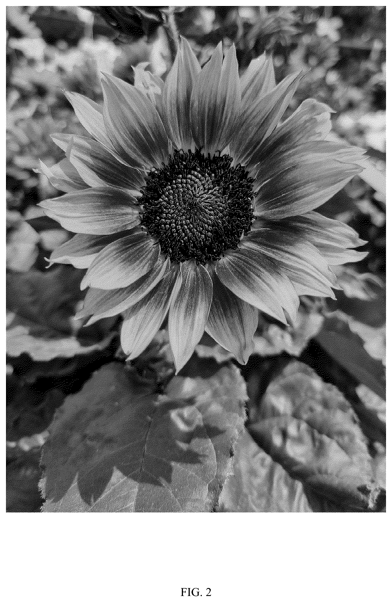 Patent USPP036802 Figure 2 – Helianthus plant named ‘DHELSOSKBB’