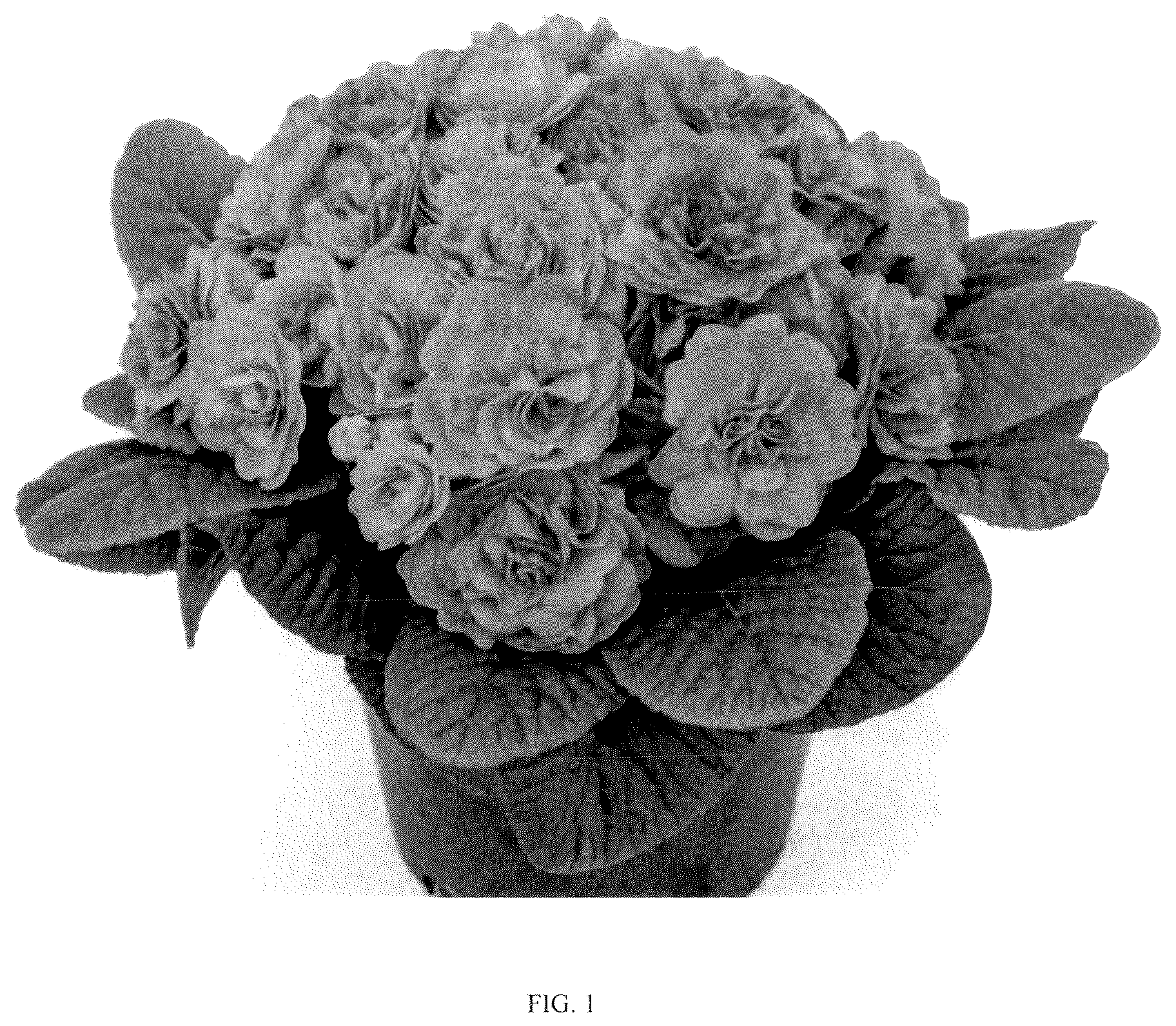Patent USPP036803 Figure 1 – Primula plant named ‘KERBELBLUWAT’