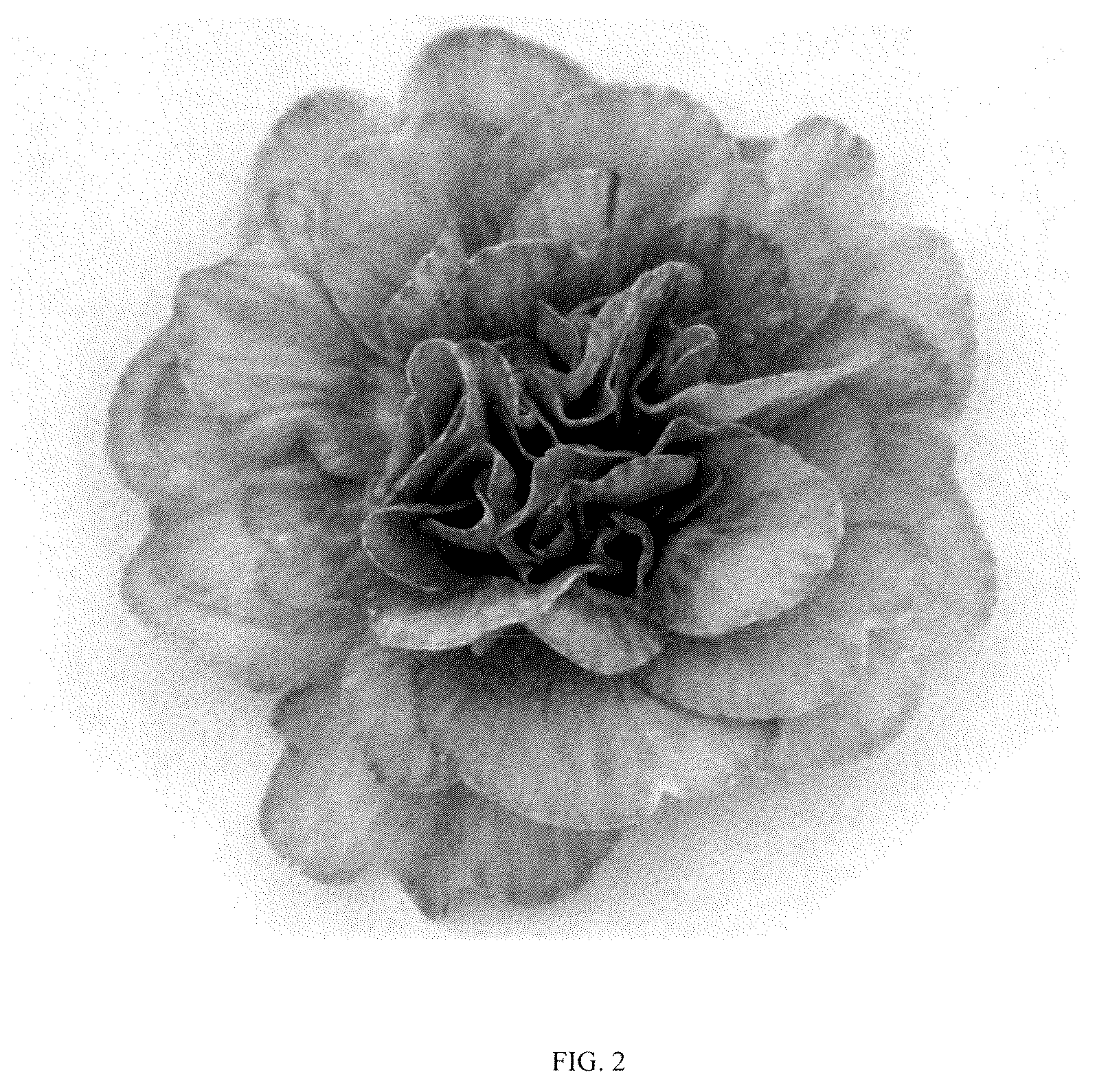 Patent USPP036803 Figure 2 – Primula plant named ‘KERBELBLUWAT’