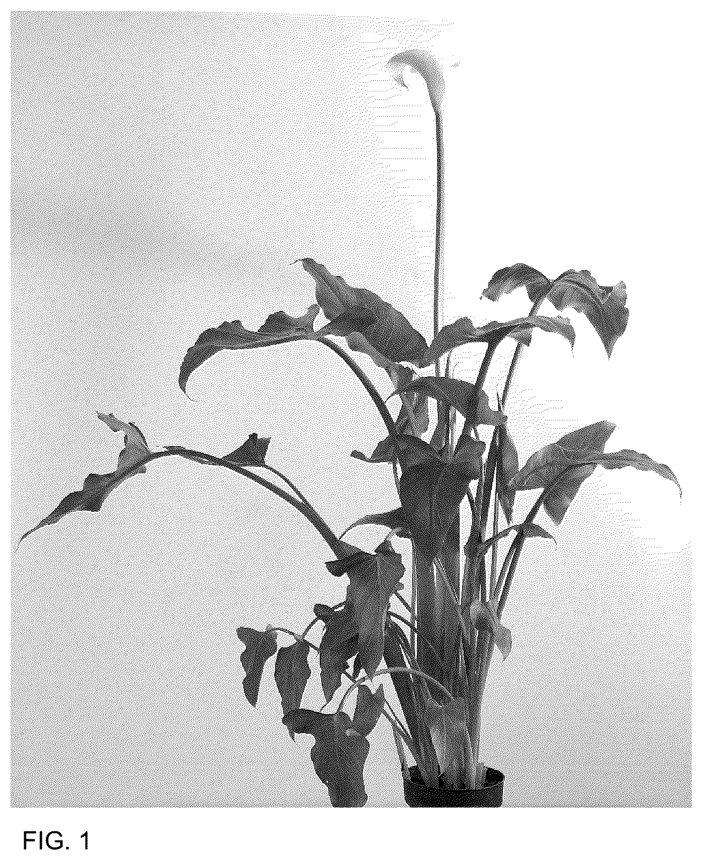 Patent USPP036804 Figure 1 – Zantedeschia plant named ‘DO21PW104’