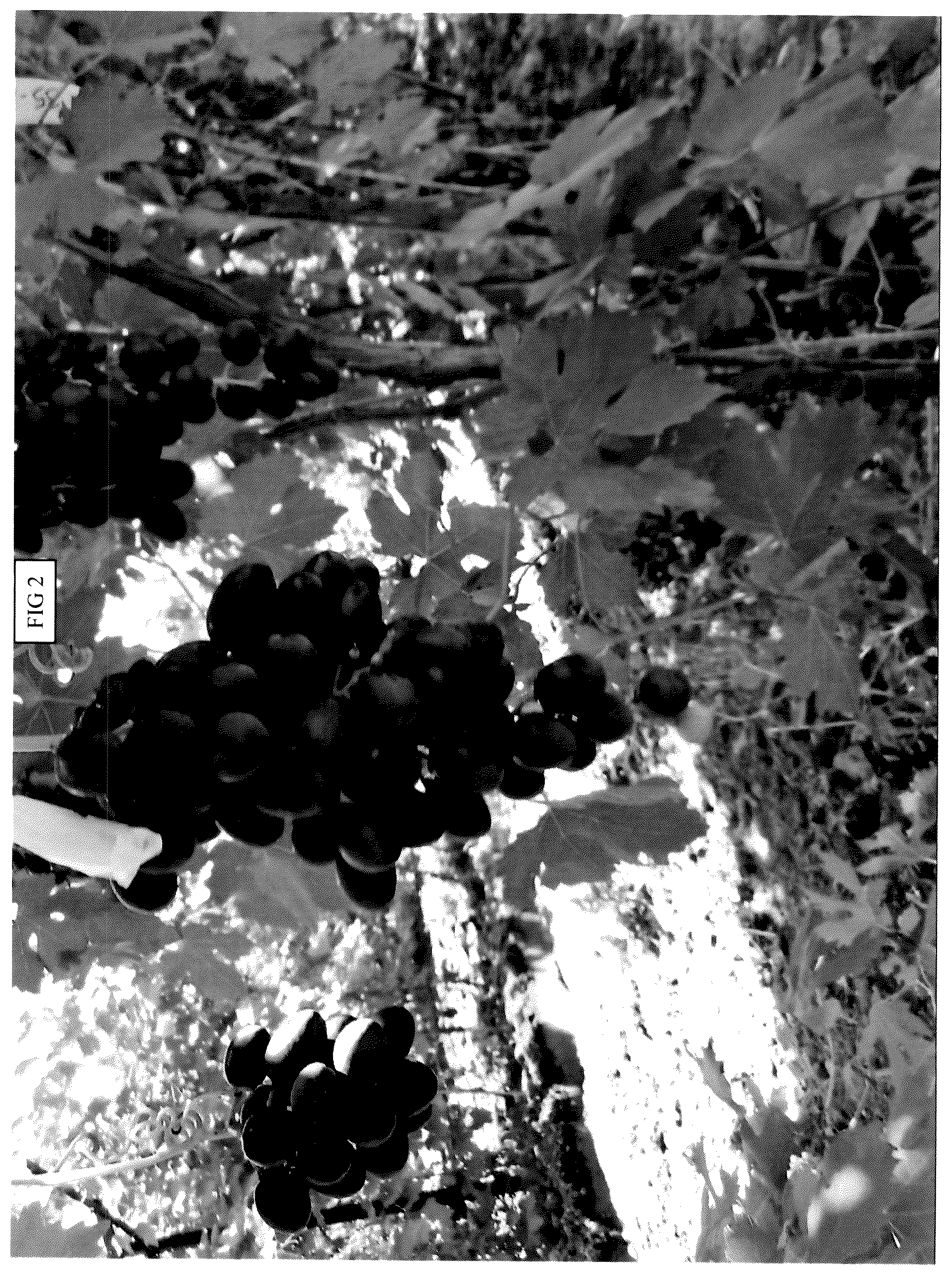 Patent USPP036805 Figure 2 – Grapevine named ‘SV35-179-125’