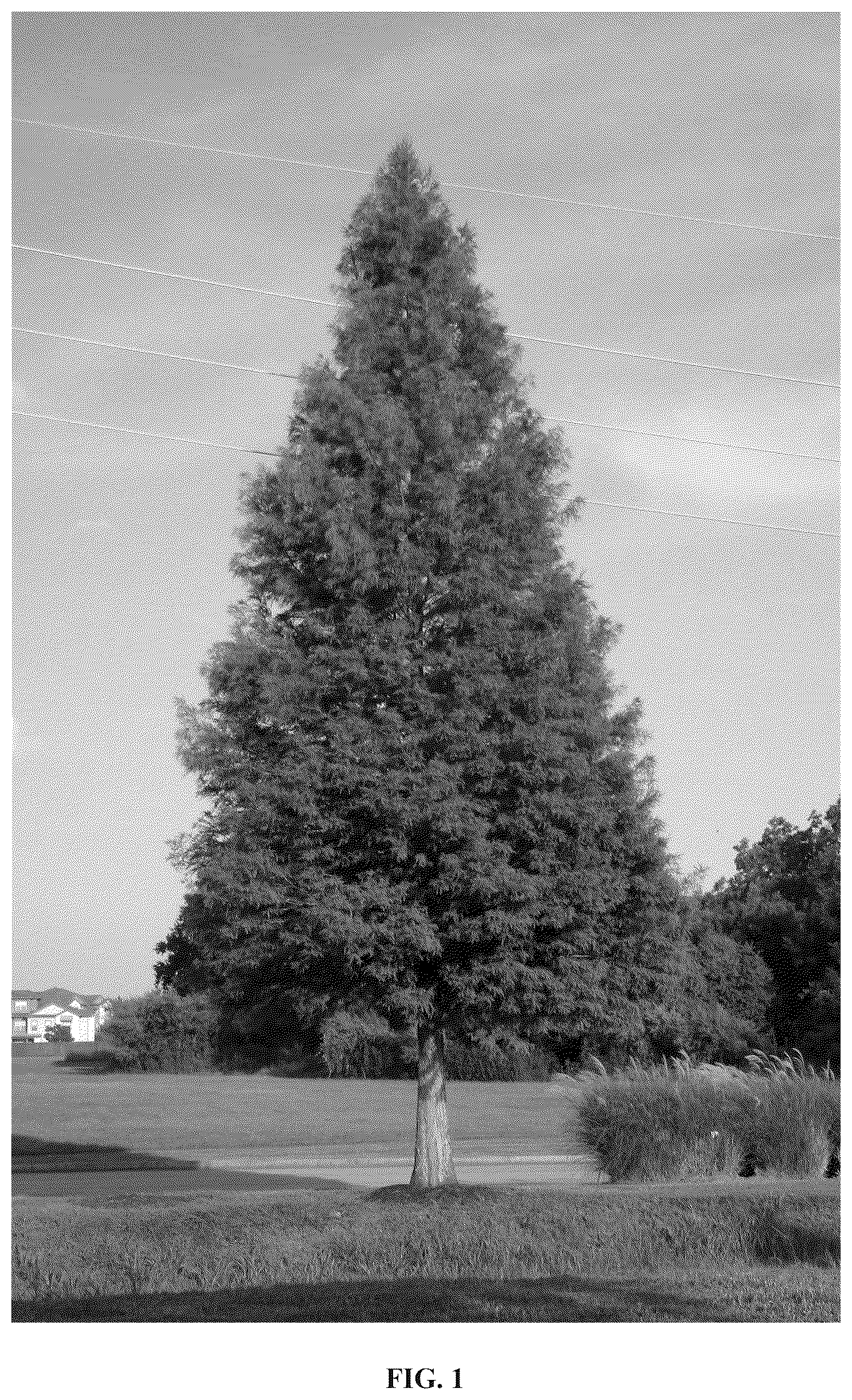 Patent USPP036806 — Taxodium tree named ‘Everbill’ — Figure 1