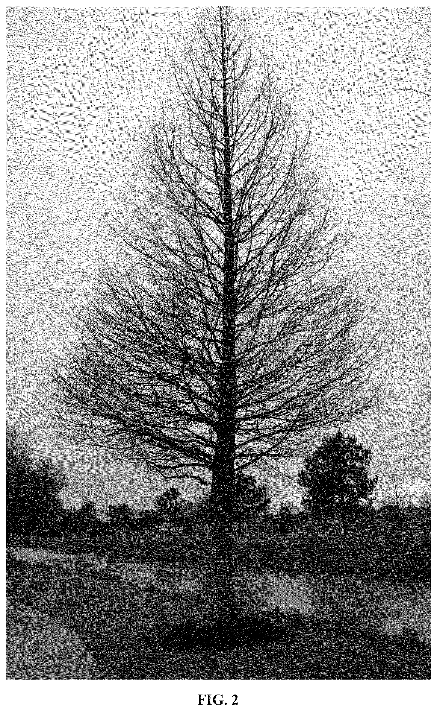 Patent USPP036806 Figure 2 – Taxodium tree named ‘Everbill’