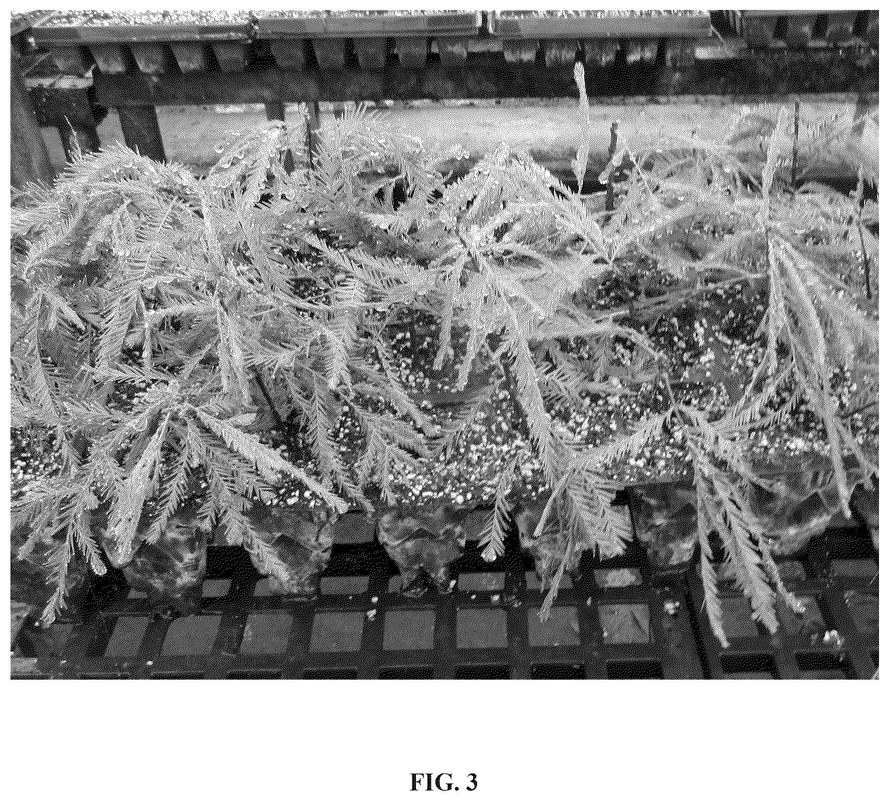 Patent USPP036806 Figure 3 – Taxodium tree named ‘Everbill’