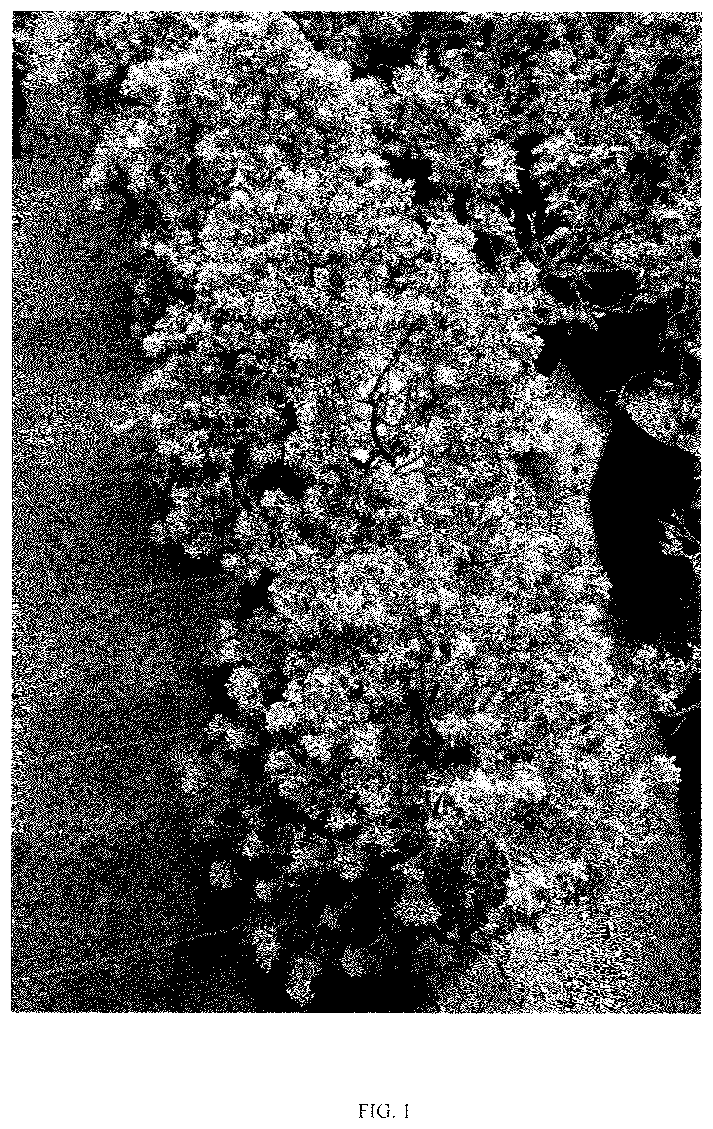 Patent USPP036807 Figure 1 – Ribes plant named ‘SMROCS’