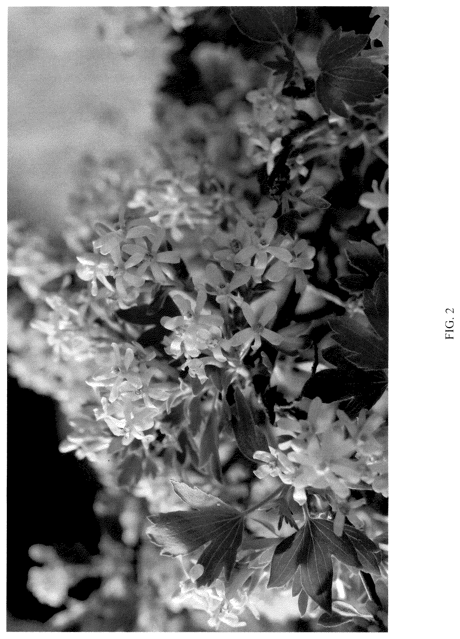 Patent USPP036807 Figure 2 – Ribes plant named ‘SMROCS’