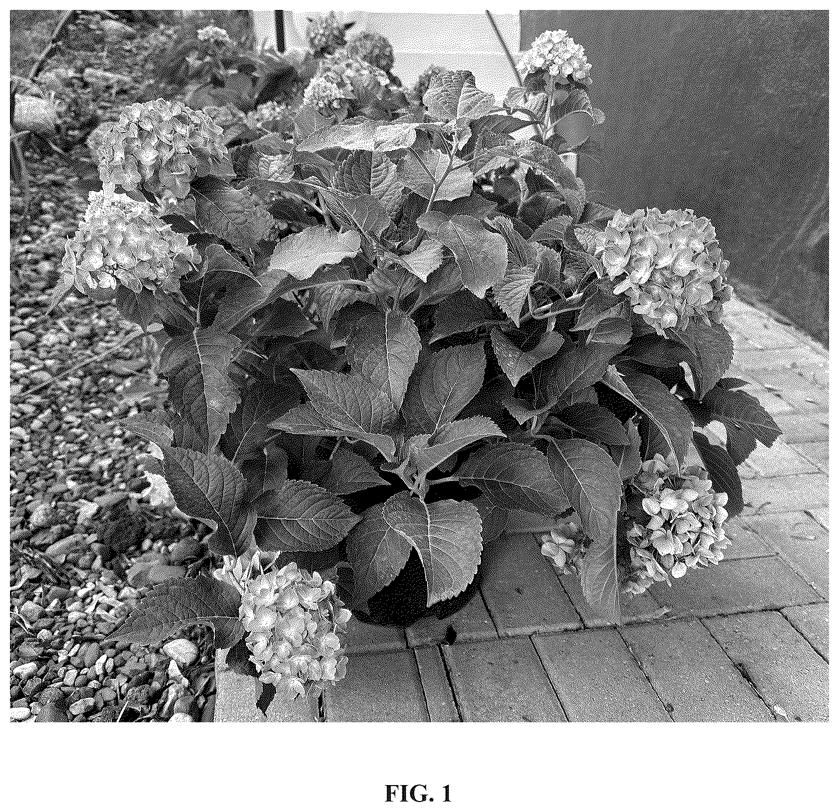 Patent USPP036808 — Hydrangea plant named ‘Bailmacnine’ — Figure 1