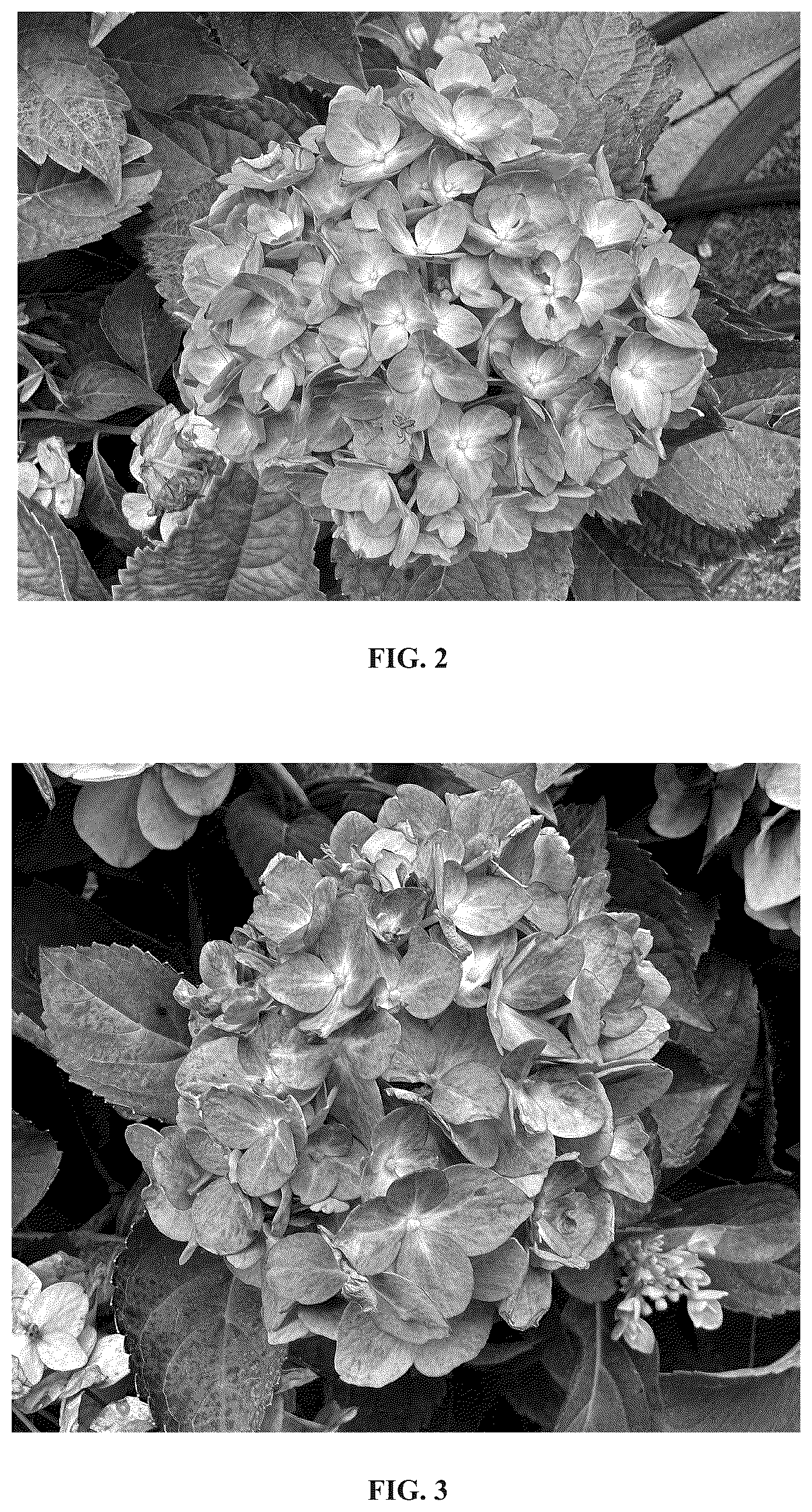 Patent USPP036808 Figure 2 – Hydrangea plant named ‘Bailmacnine’