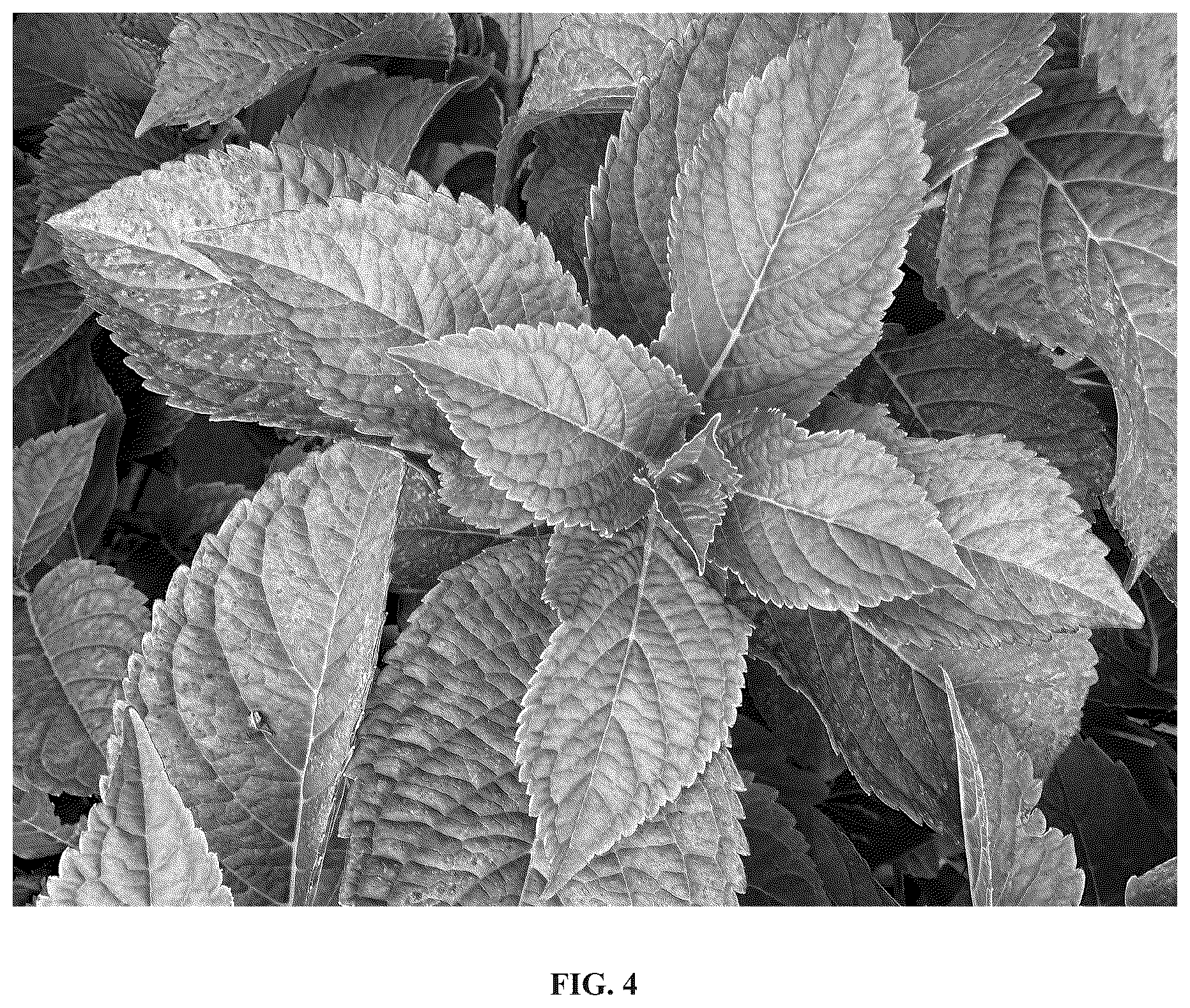 Patent USPP036808 Figure 3 – Hydrangea plant named ‘Bailmacnine’
