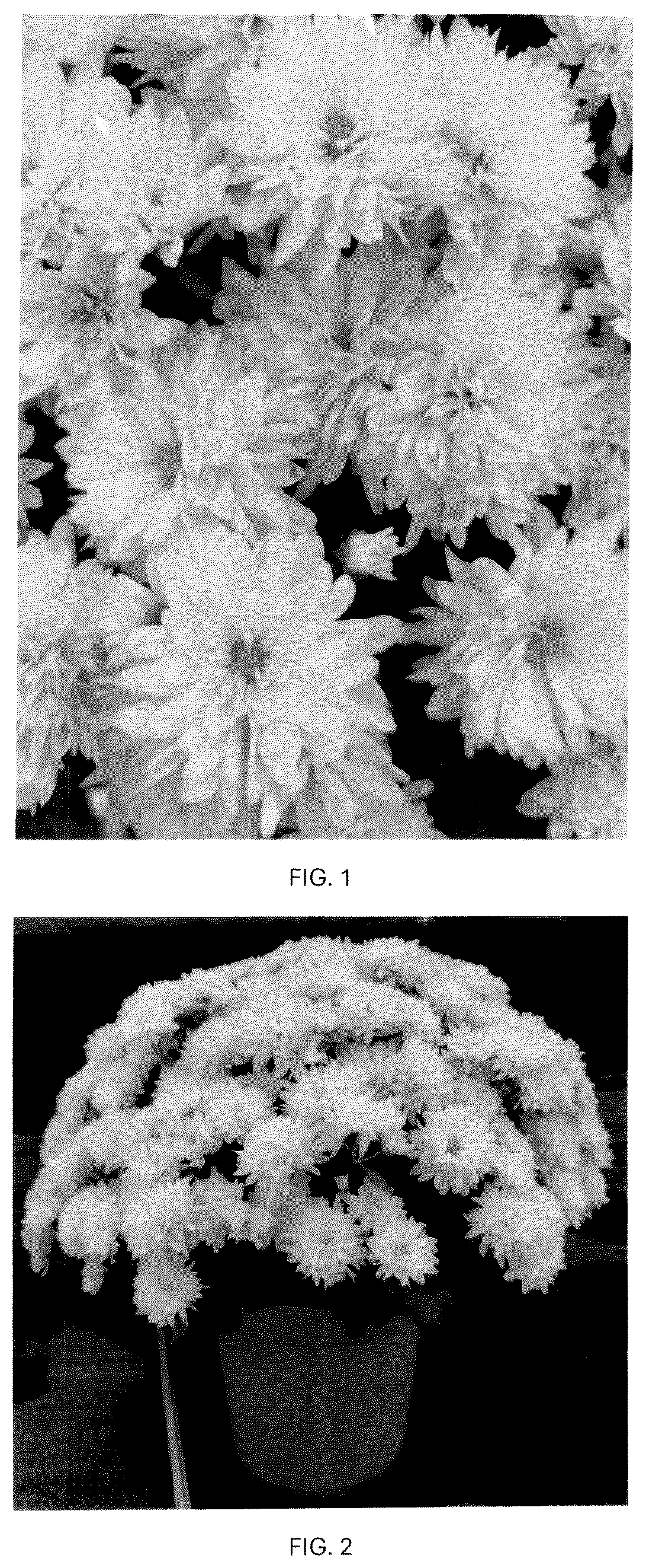 Patent USPP036809 Figure 1 – Chrysanthemum plant named ‘CIFZ0116’