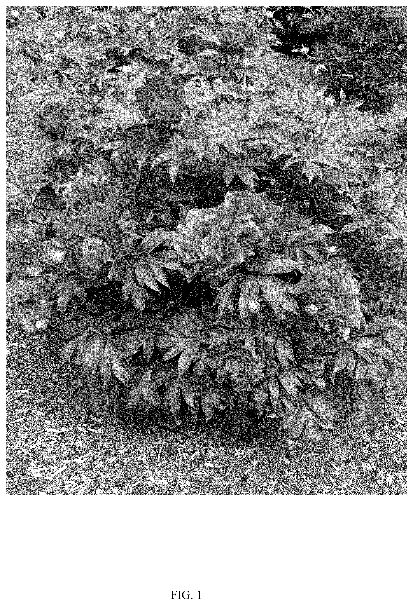 Patent USPP036810 Figure 1 – Paeonia plant named ‘Smithopus7’