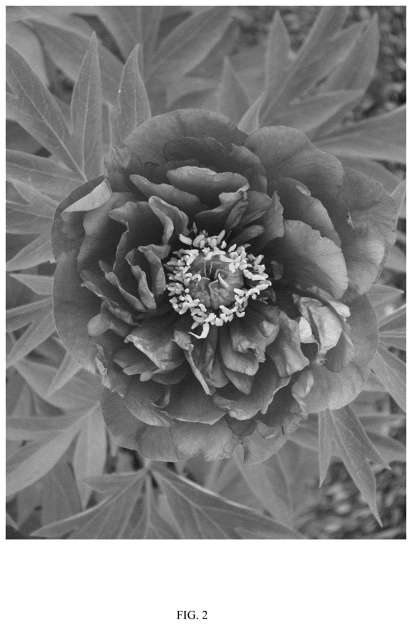 Patent USPP036810 Figure 2 – Paeonia plant named ‘Smithopus7’