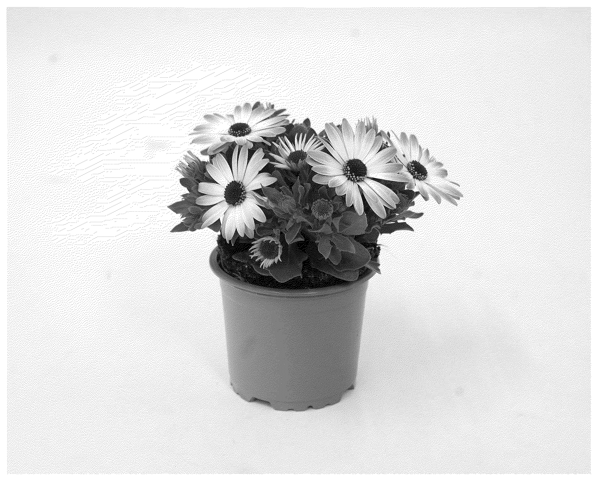 Patent USPP036811 Figure 1 – Osteospermum plant named ‘KLEOE23819’