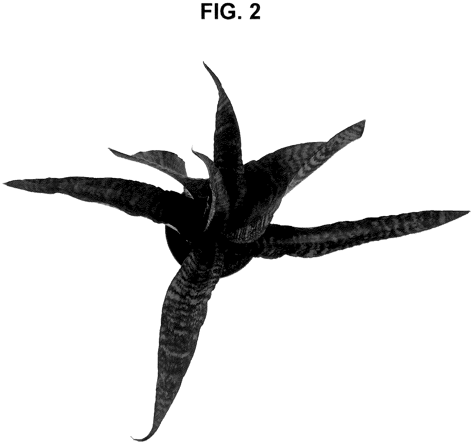 Patent USPP036812 Figure 2 – Sansevieria plant named ‘ZEBRA’