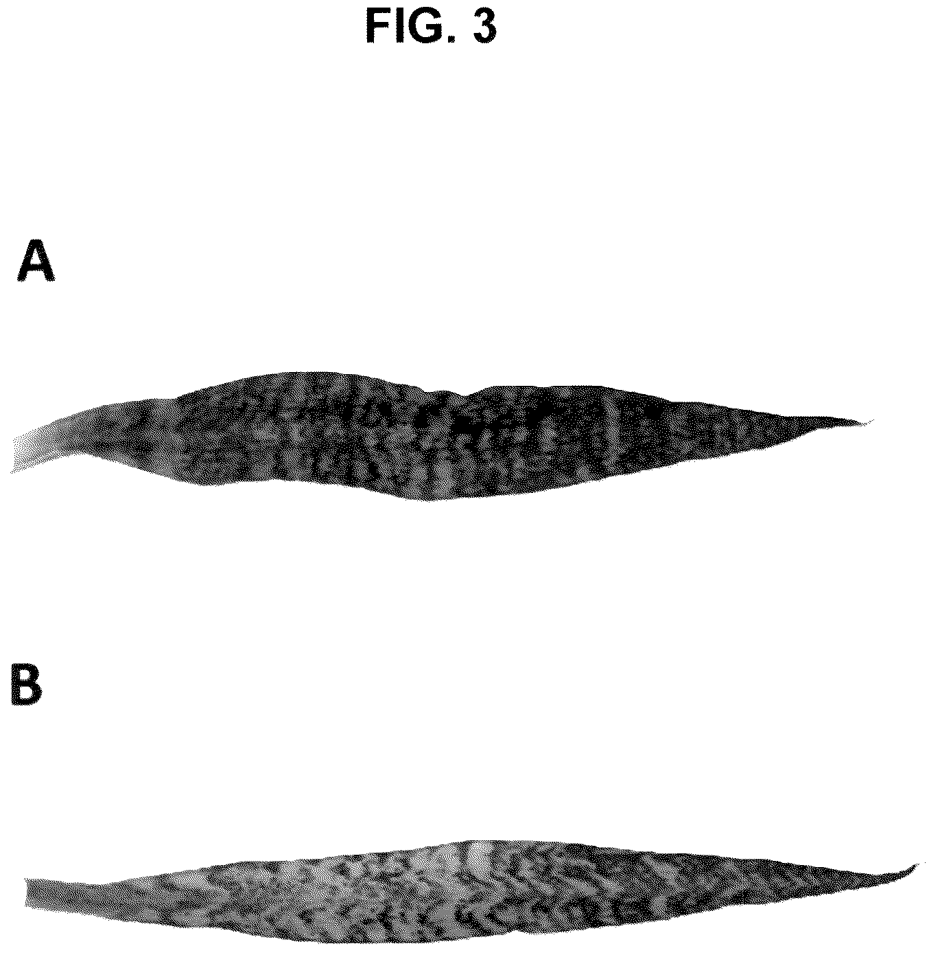 Patent USPP036812 Figure 3 – Sansevieria plant named ‘ZEBRA’