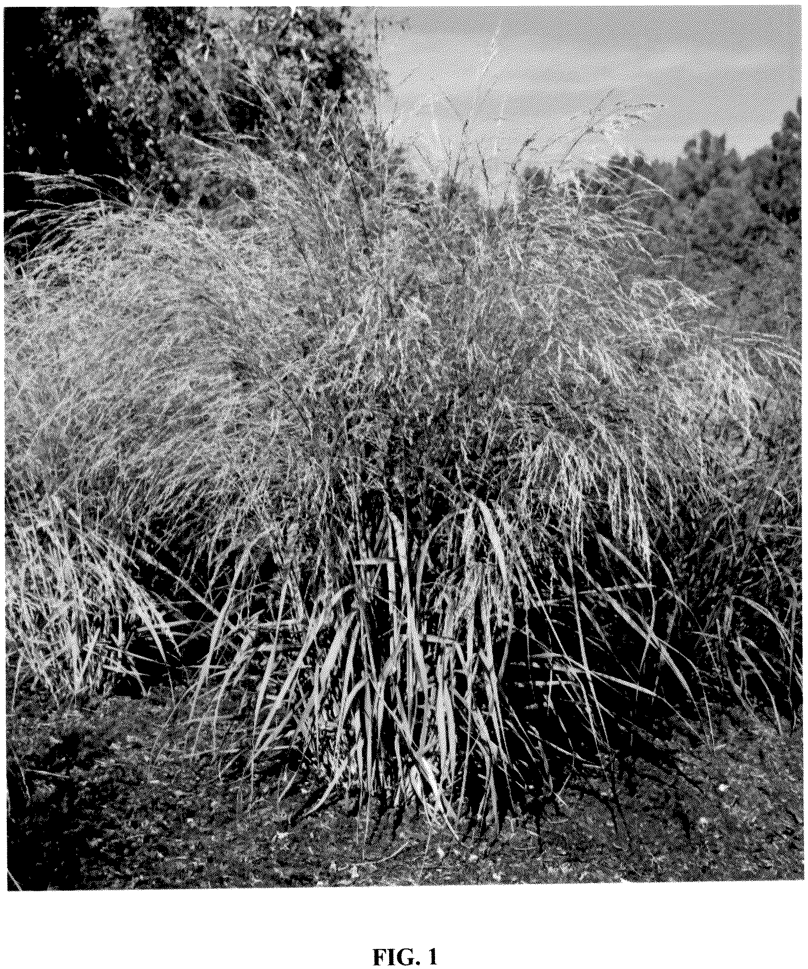 Patent USPP036813 Figure 1 – Panicum plant named ‘Blue Lime’