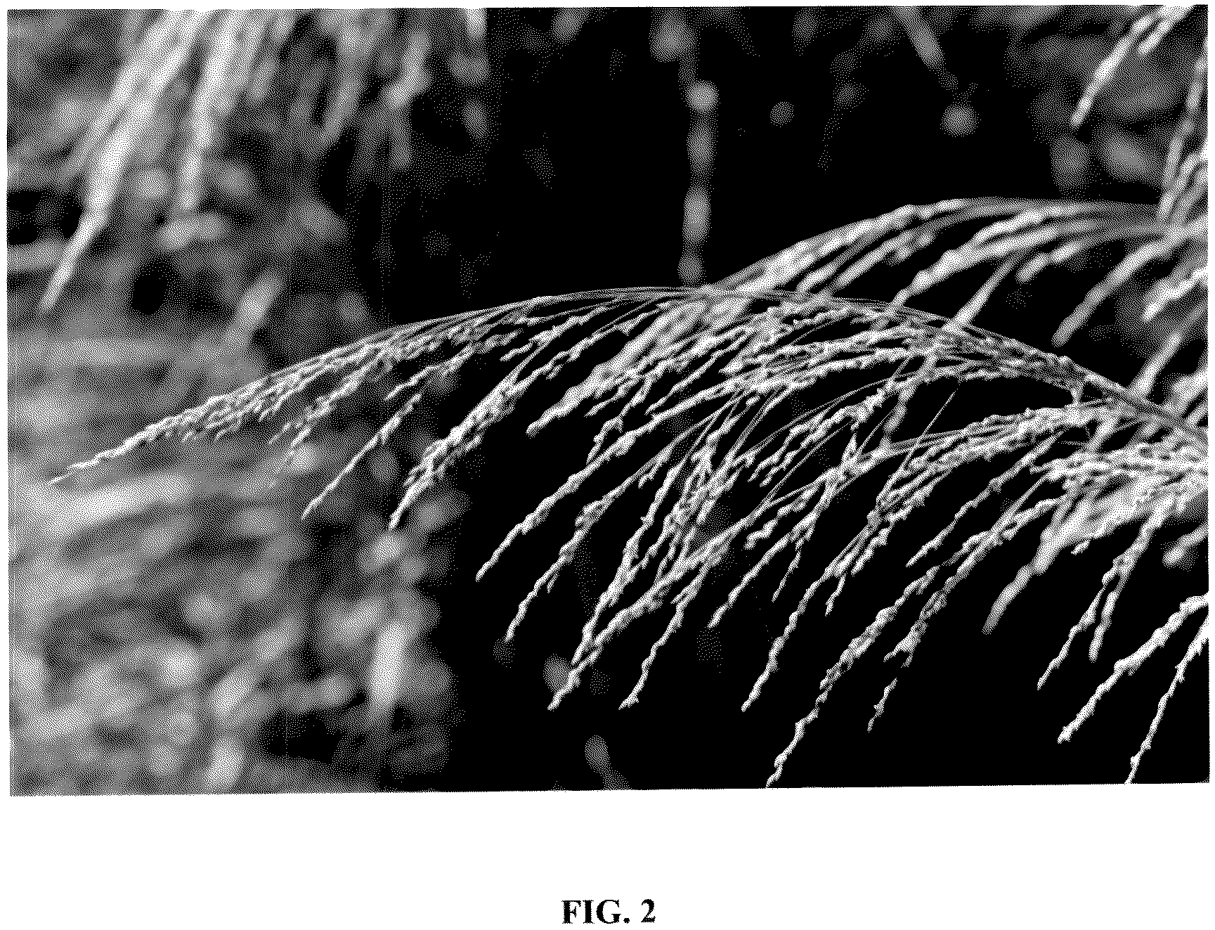 Patent USPP036813 Figure 2 – Panicum plant named ‘Blue Lime’