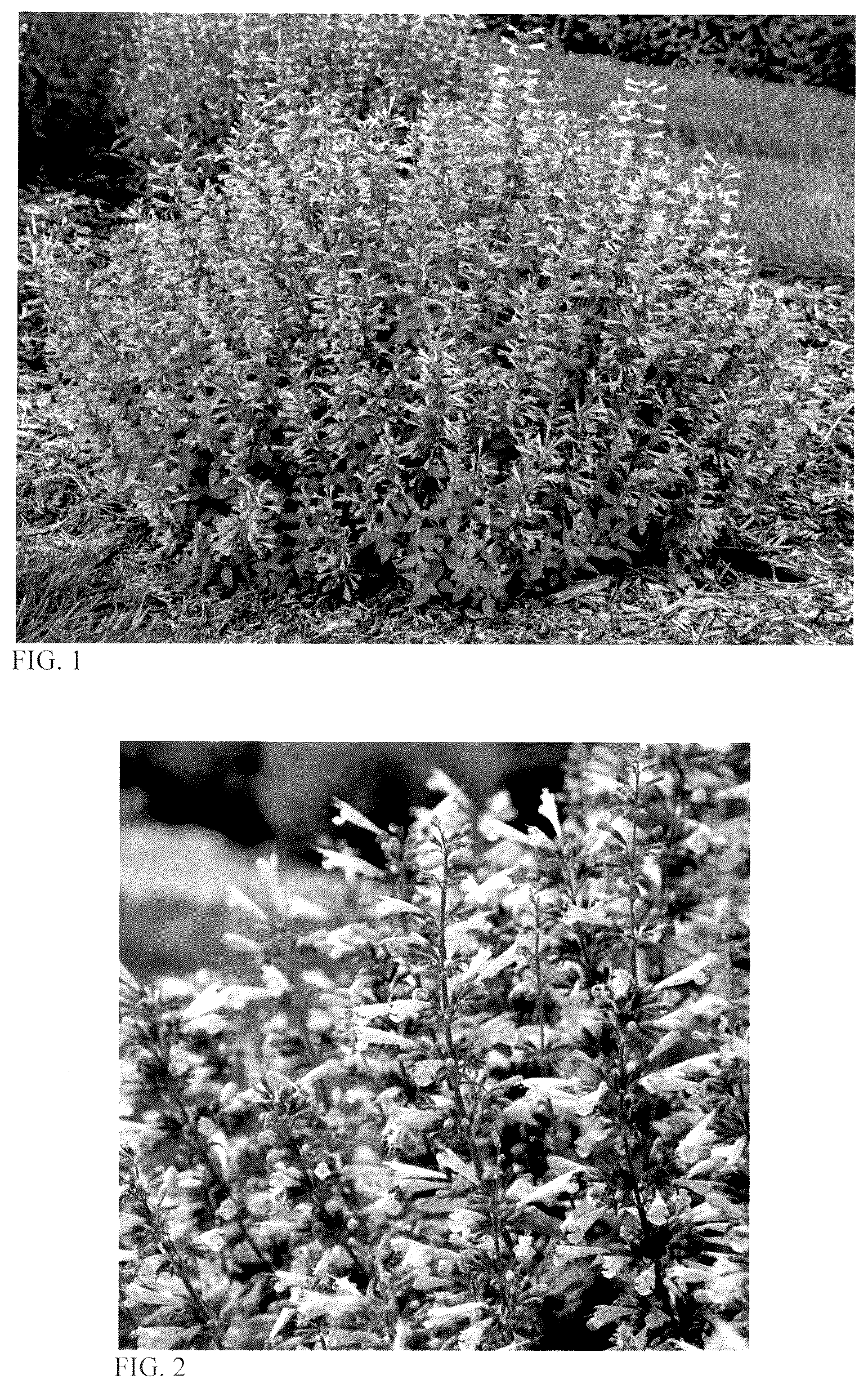 Patent USPP036814 Figure 1 – Agastache plant named ‘Pinky Pie’