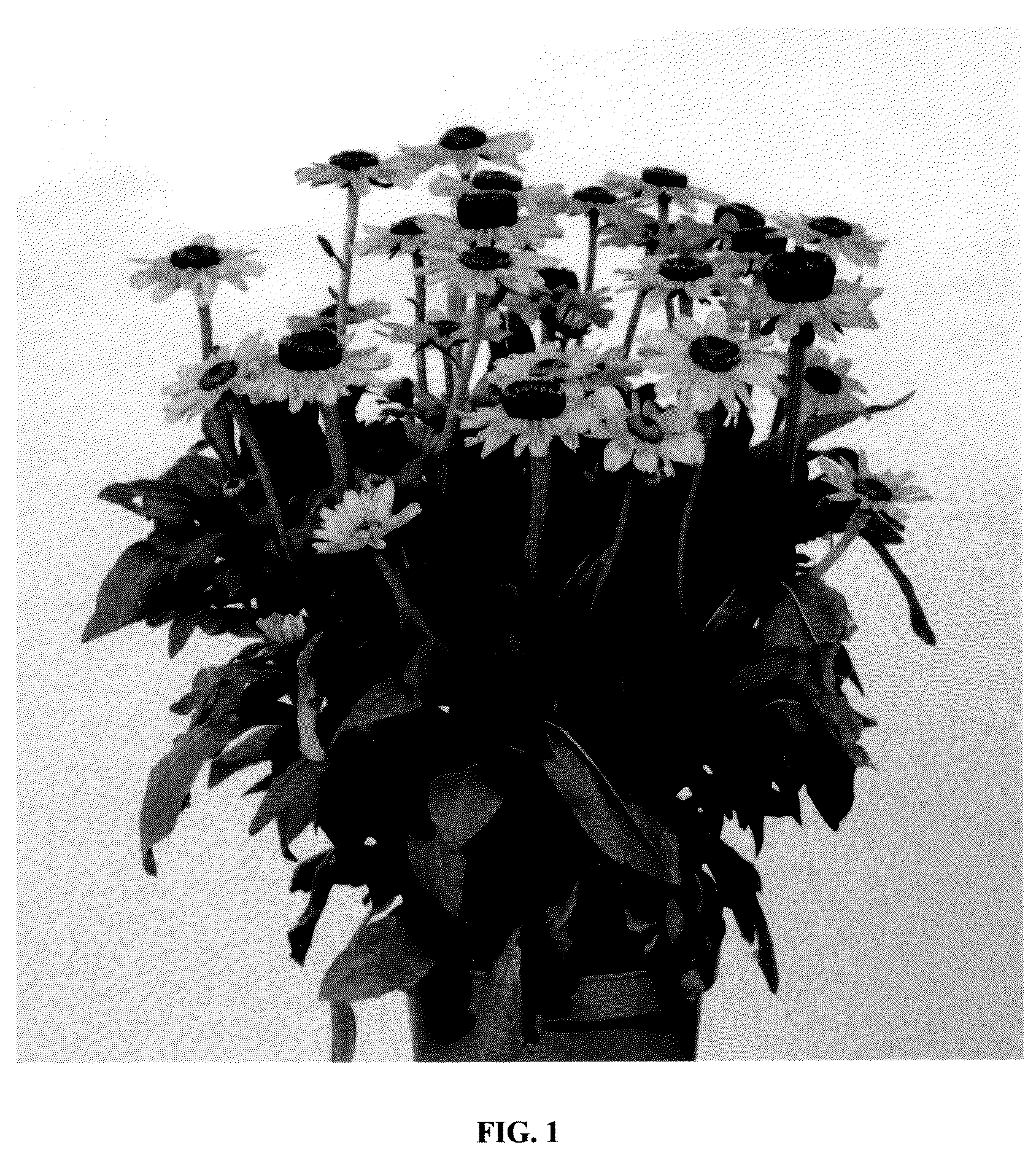 Patent USPP036815 Figure 1 – Rudbeckia plant named ‘RUDBDIV658’