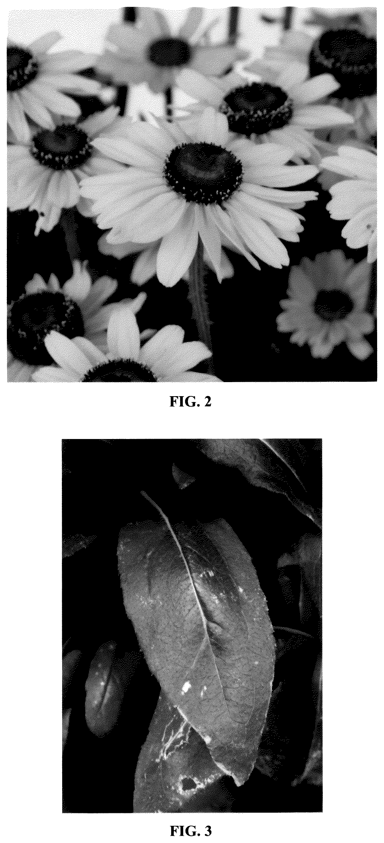 Patent USPP036815 Figure 2 – Rudbeckia plant named ‘RUDBDIV658’