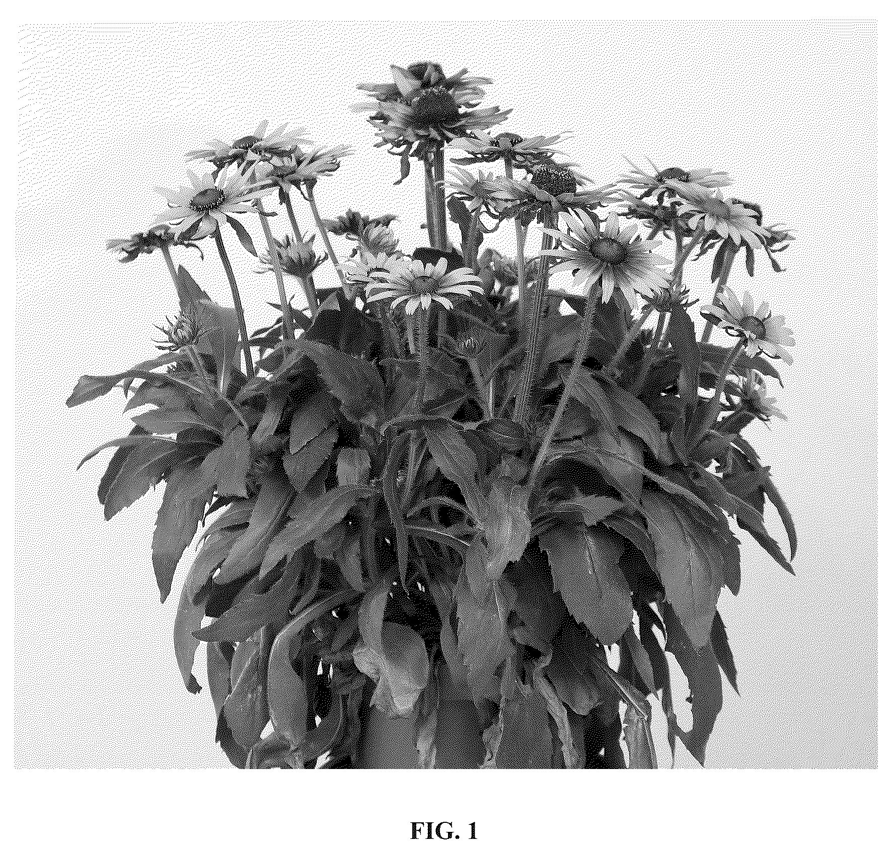 Patent USPP036816 Figure 1 – Rudbeckia plant named ‘RUDBSUN303’
